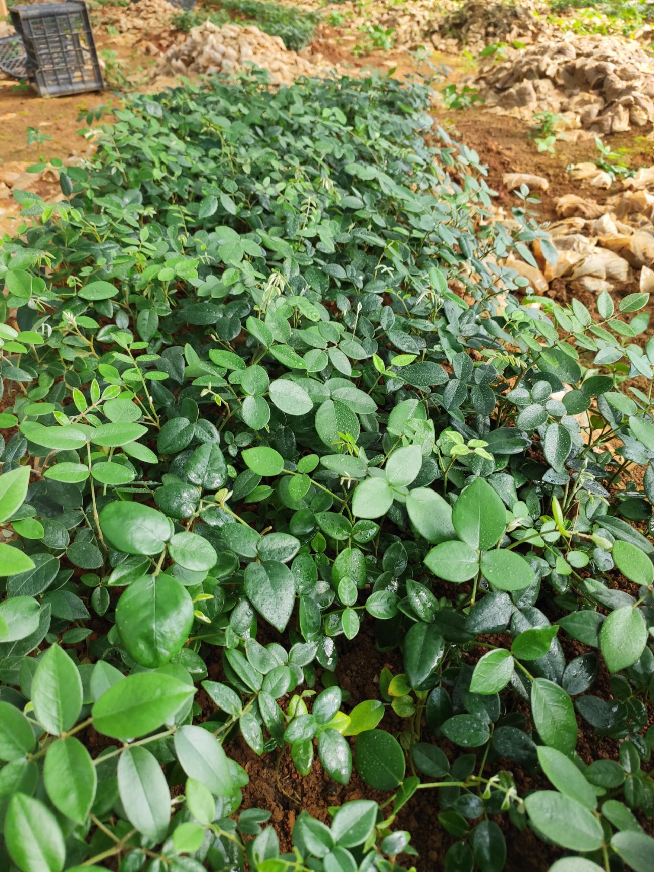 山豆根苗 优质山豆根育苗送框