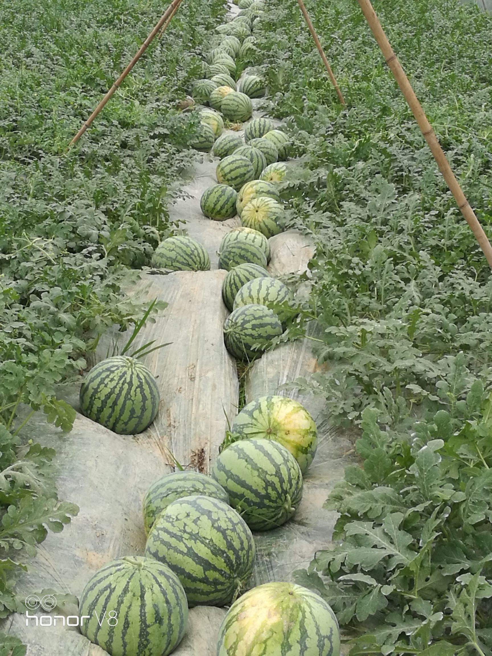 正宗玉翠西瓜8424直生苗头茬瓜新田种植量大从优