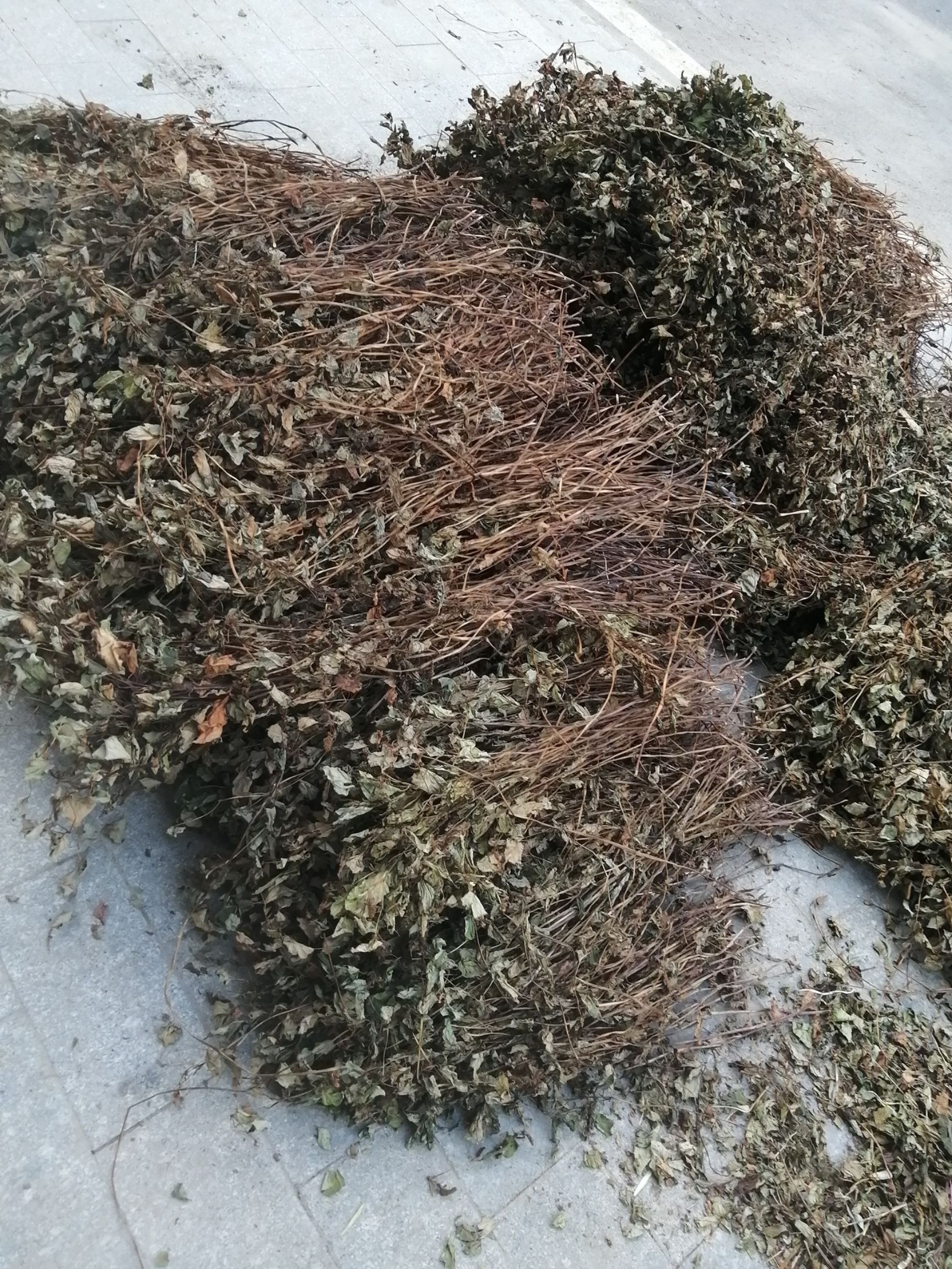 鱼腥草 新货晒干 可切断