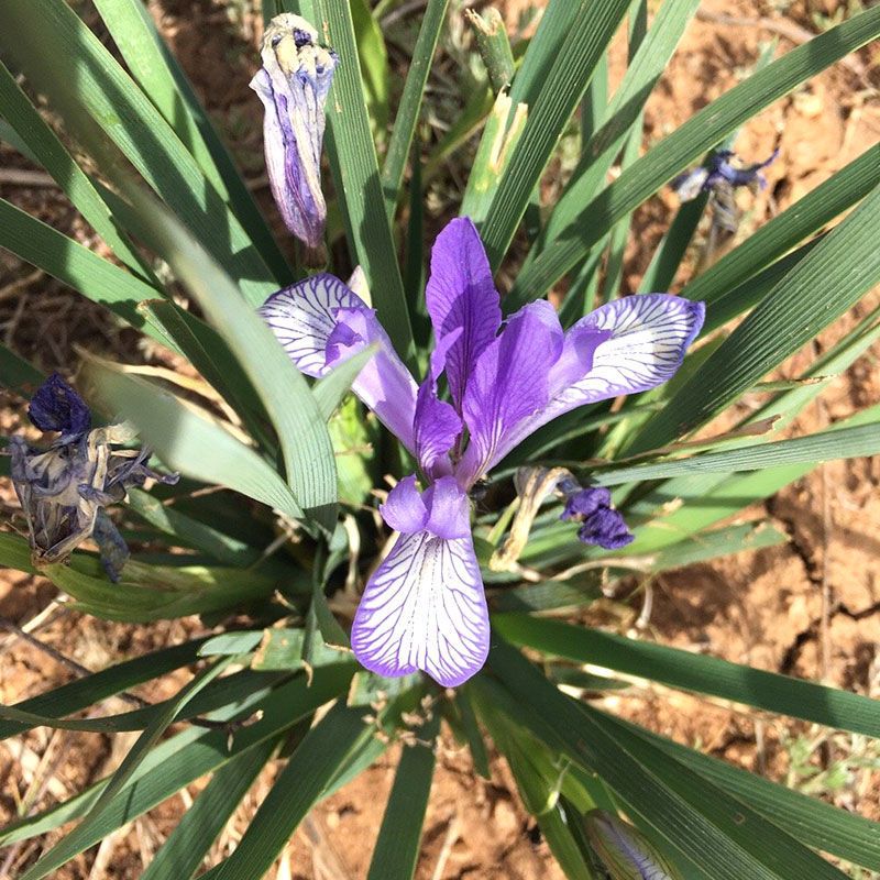 马兰花种子 马莲种子草本植物花种籽子马兰种子马蔺种子马兰花易播种