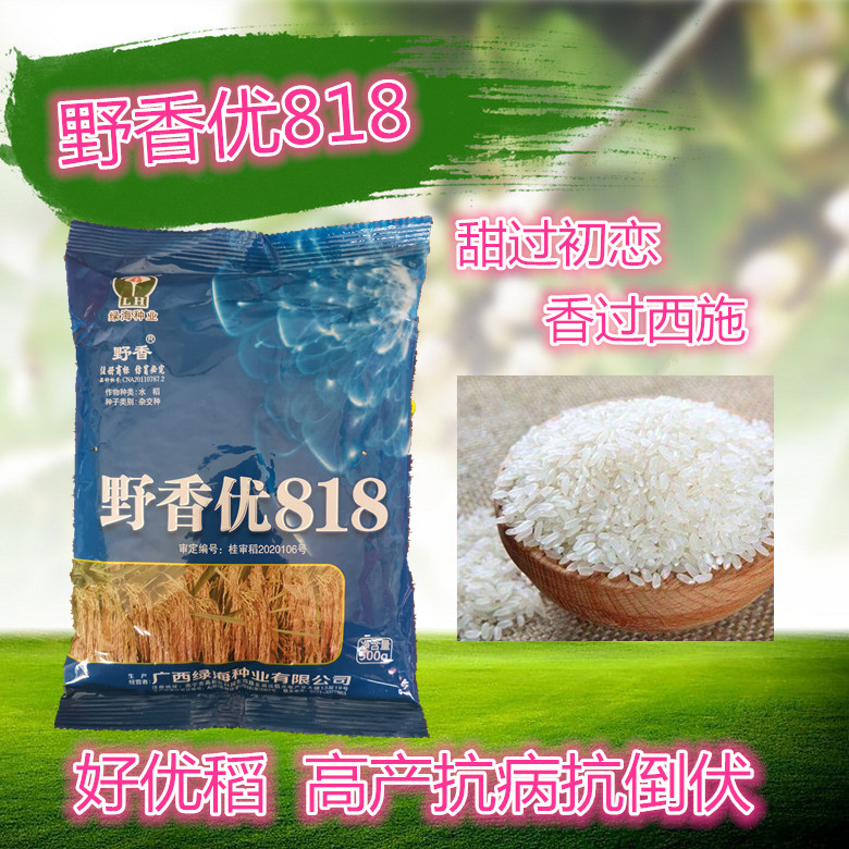 [野香优油丝水稻种子批发] 香优818杂交水稻种子价格