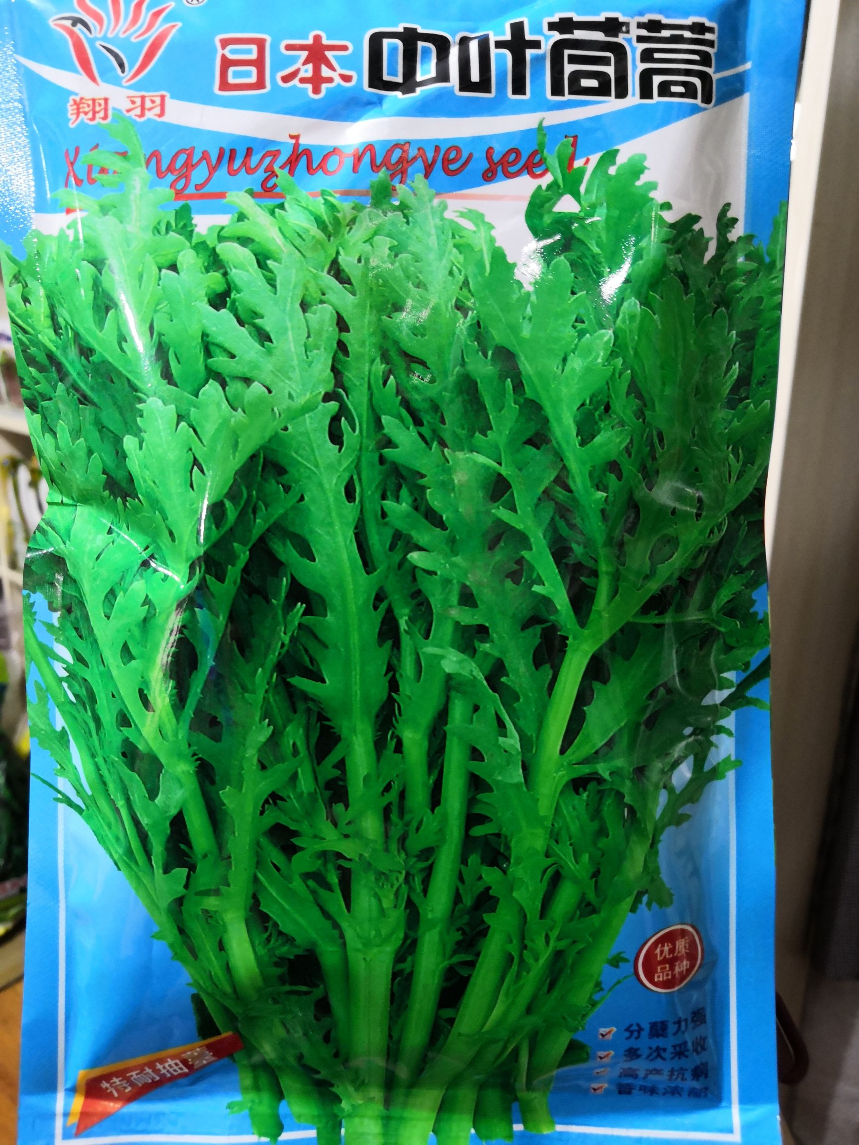 小叶茼蒿种子 【爆款推荐】茼蒿种子掐了发耐寒高产优质日本中叶茼蒿