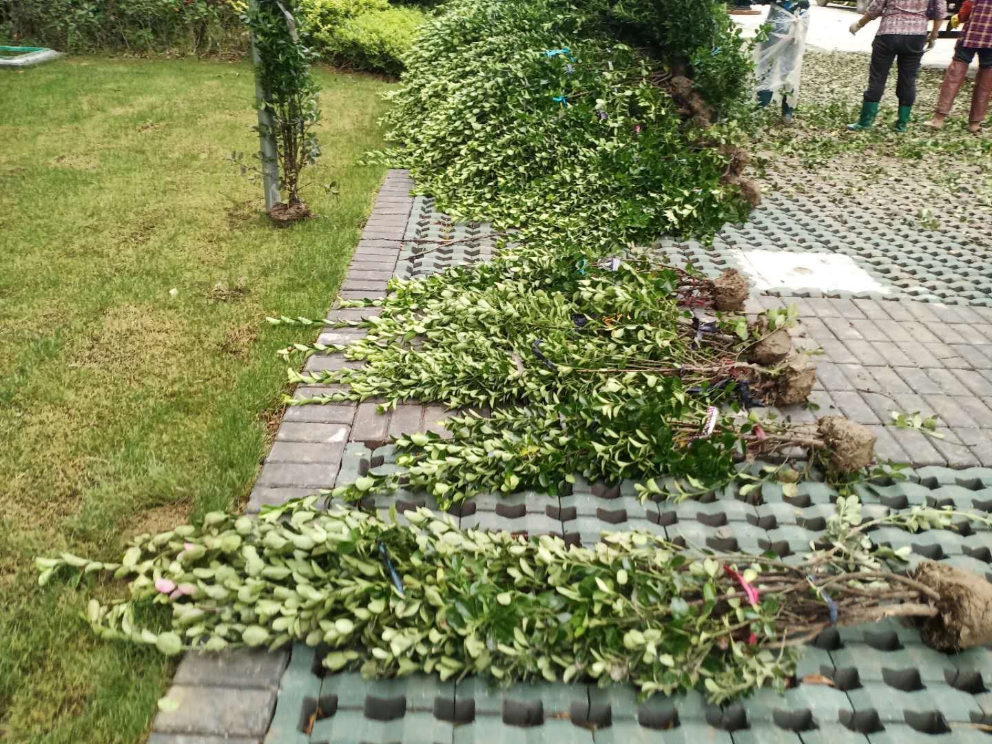 大叶黄杨绿篱 篱笆苗 篱笆