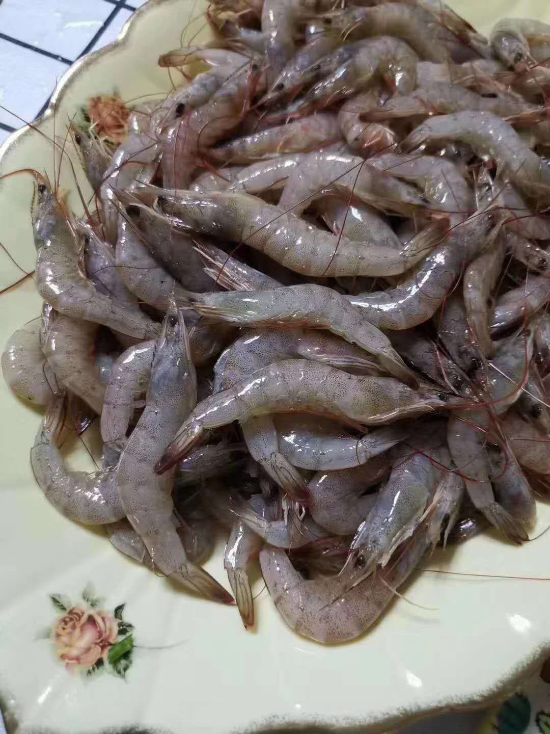 品种名:冻海虾 品种名:冻海虾 保质期:12-18个月
