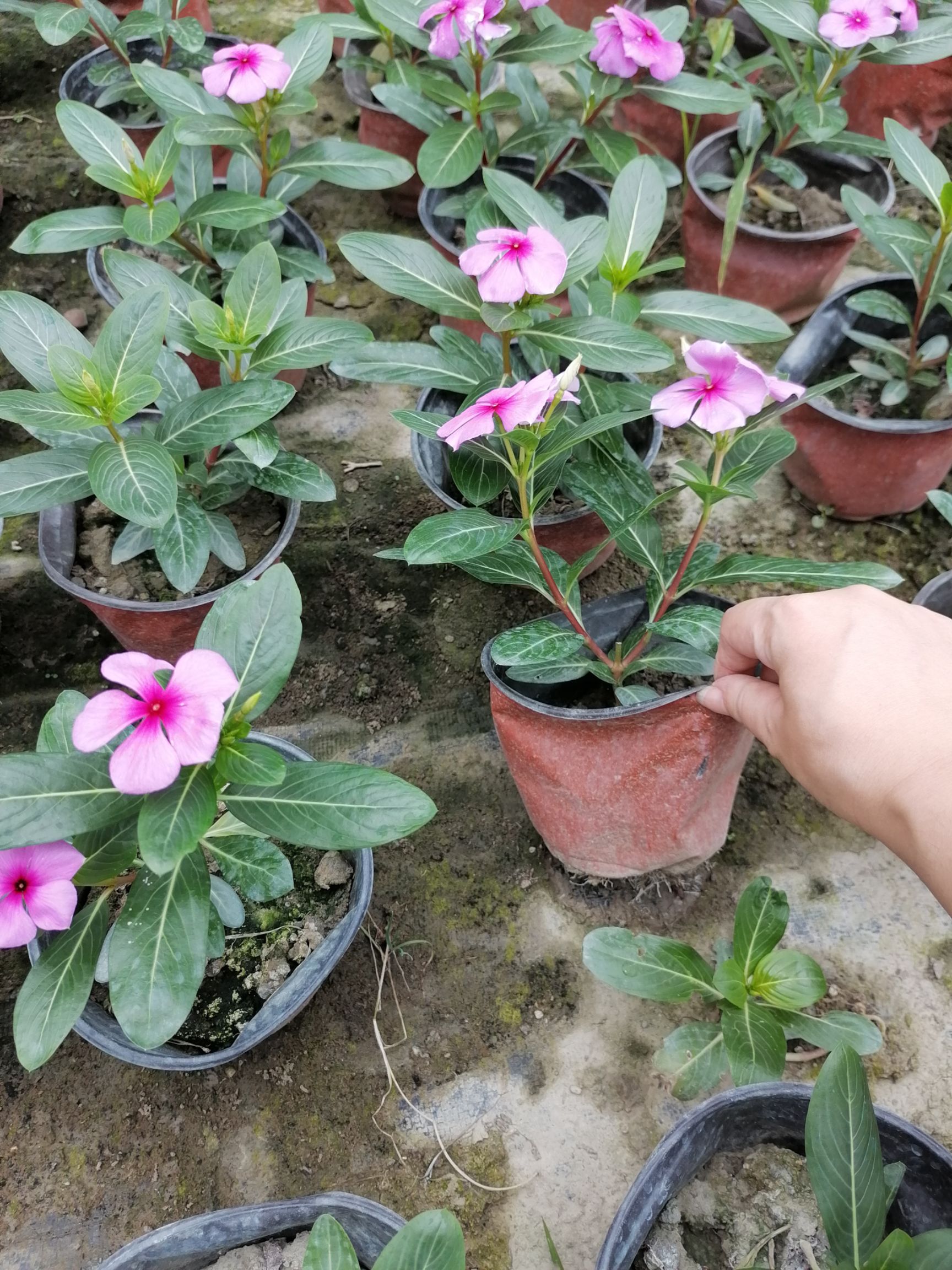长春花杯苗