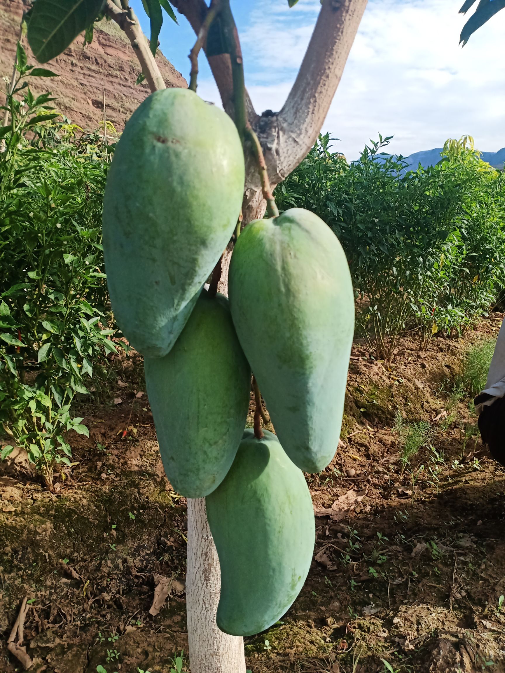 精品芒果,凯特,金煌,红象牙大量上市