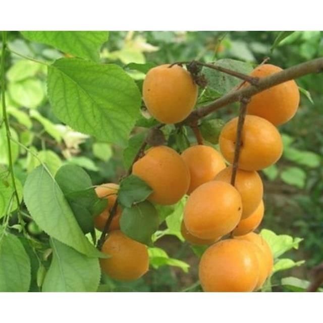 新采树种子杏树种子 杏子北梅归勒斯杏花杏核种子果树种籽包邮