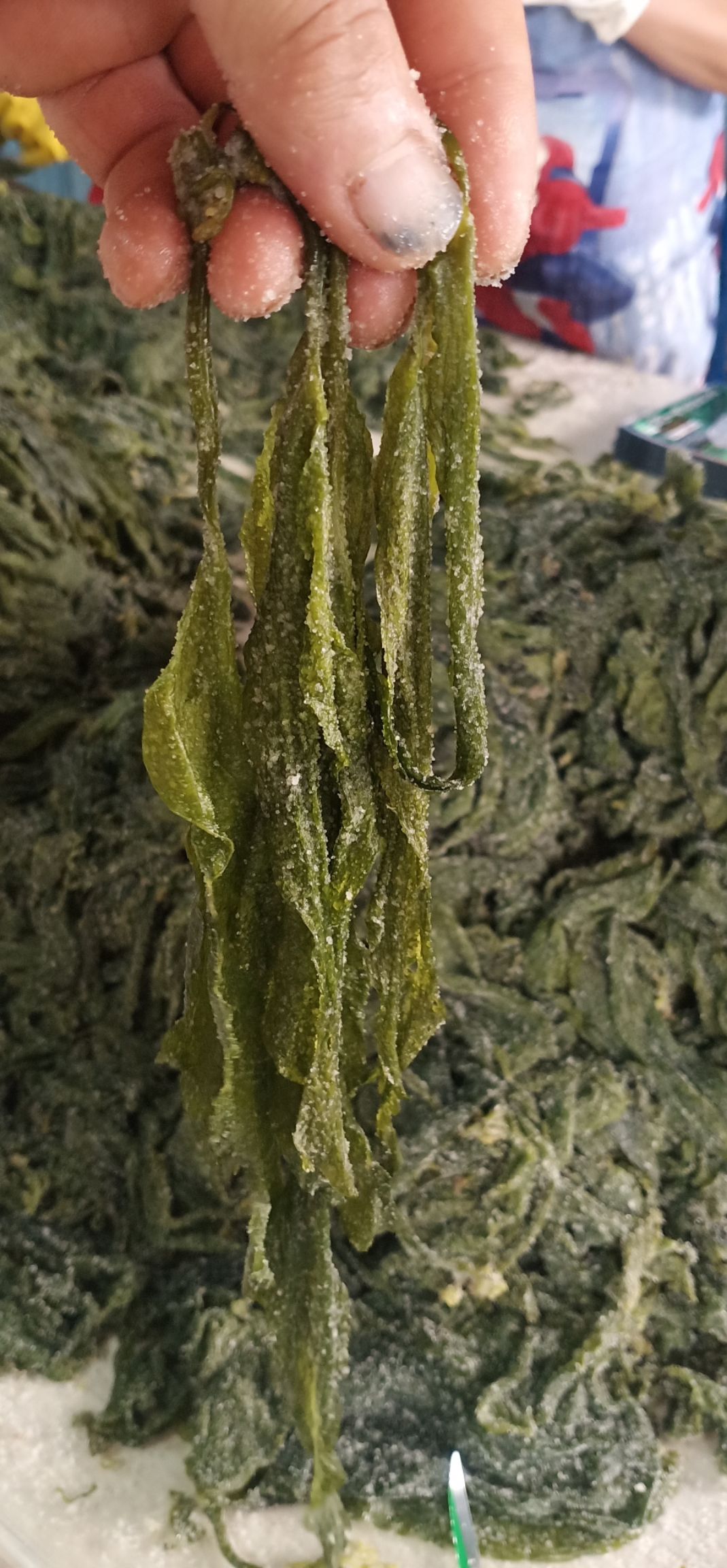 海带芽 霞浦海带苗烫三秒火锅即食盐渍嫩海带苗10斤散装
