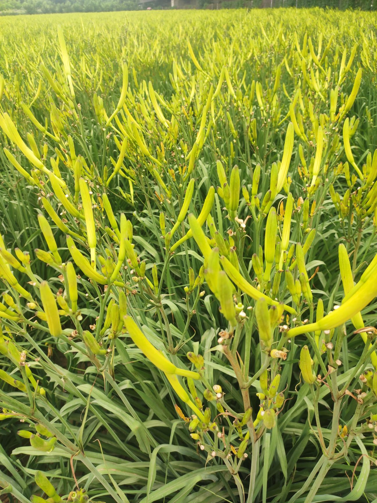 鲜黄花菜,量大,现摘