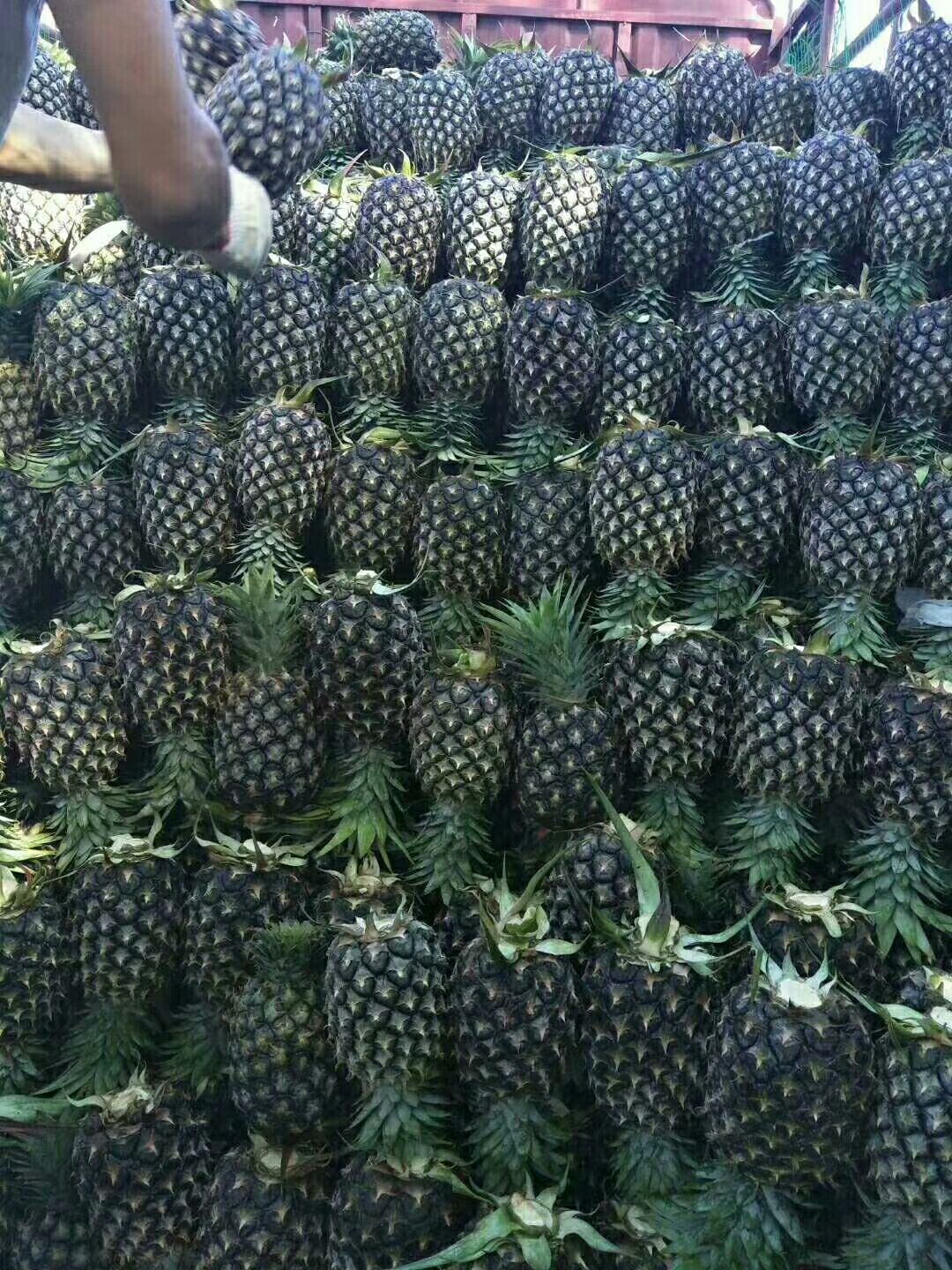 金钻凤梨 西双版纳热带水果无眼菠萝,凤梨.牛奶菠萝,香水菠萝