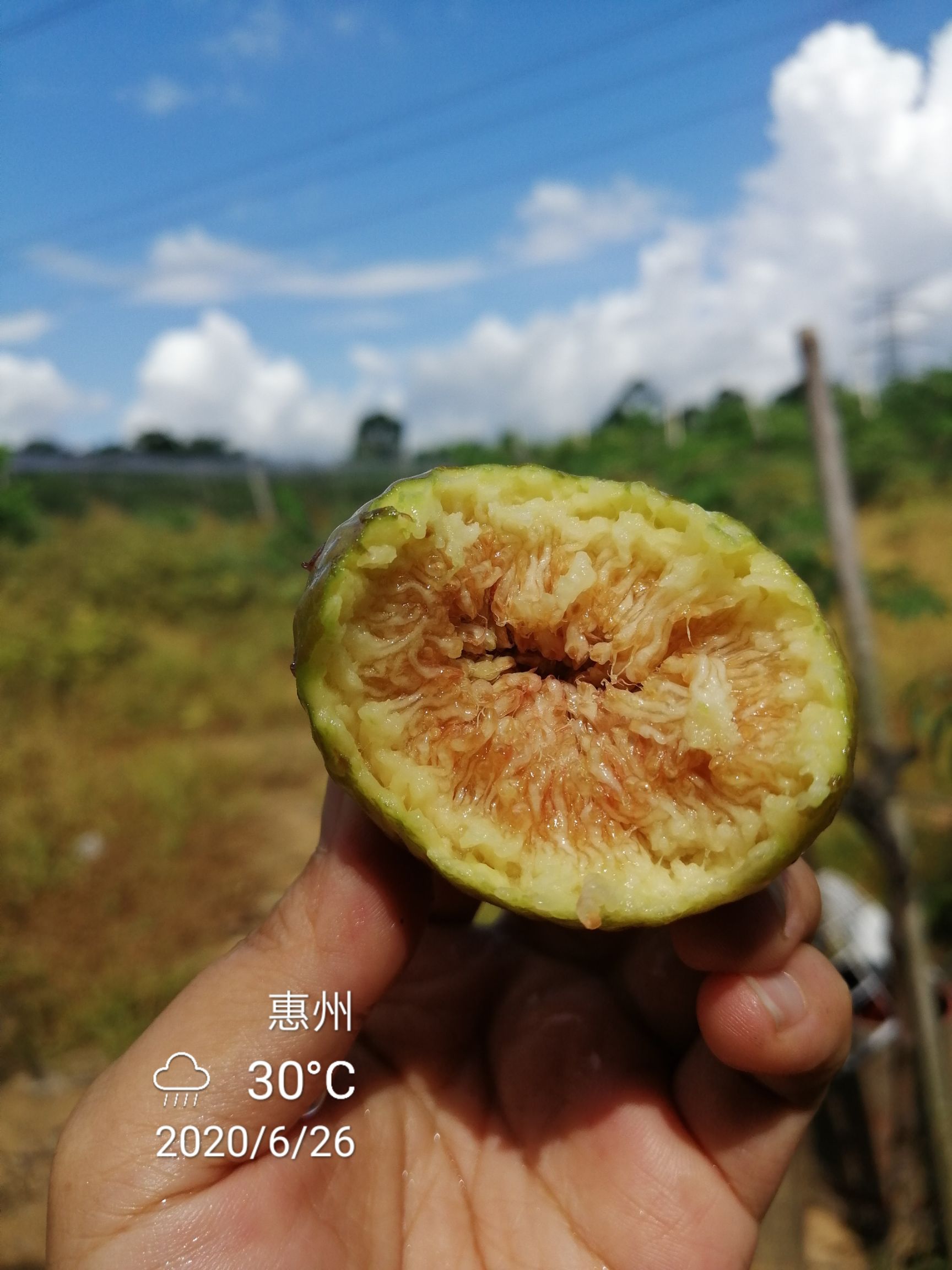 无花果鲜果丰产黄上市啦