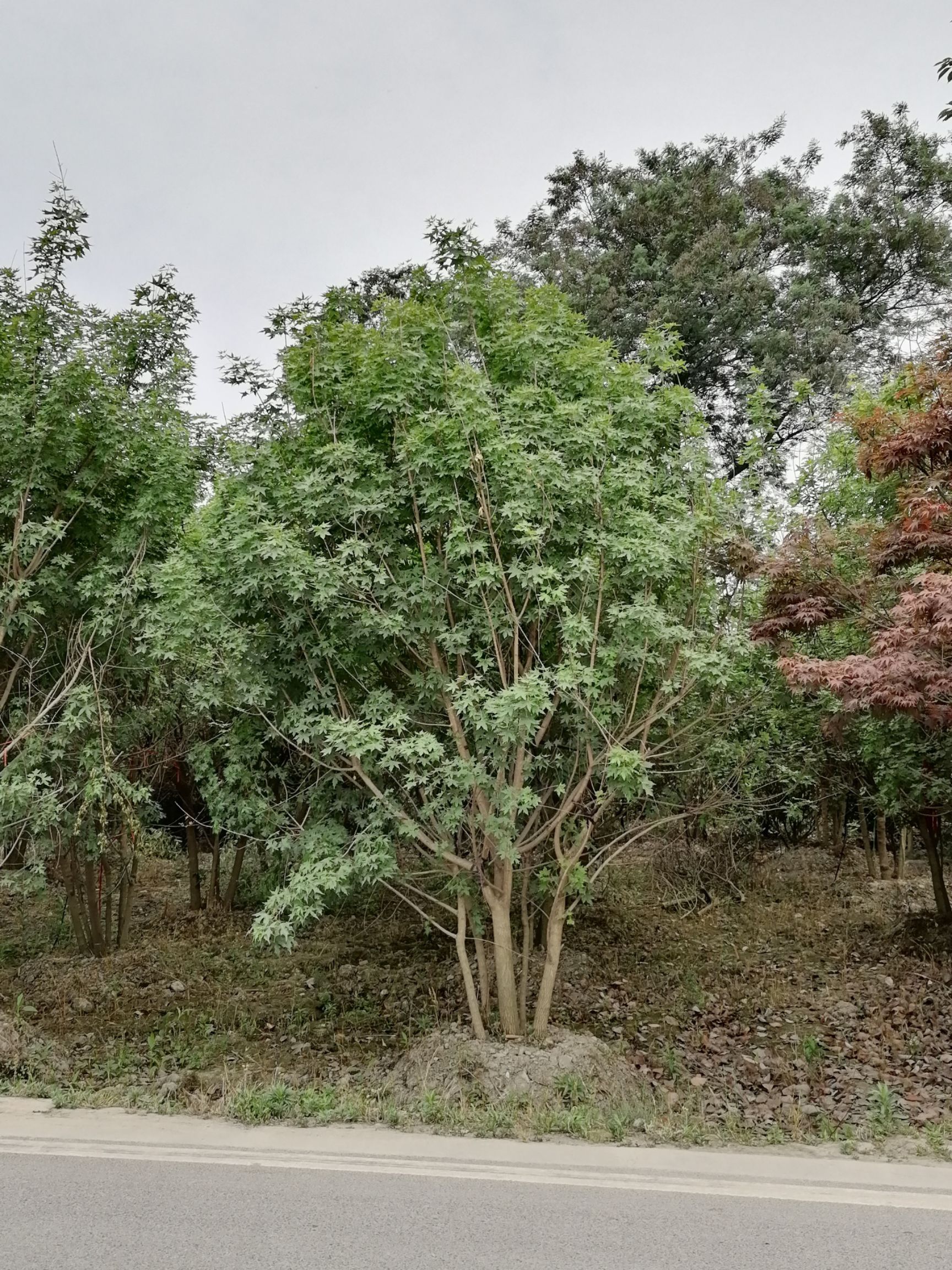 细叶鸡爪槭 基地直销鸡爪槭 丛生鸡爪槭 鸡爪槭苗