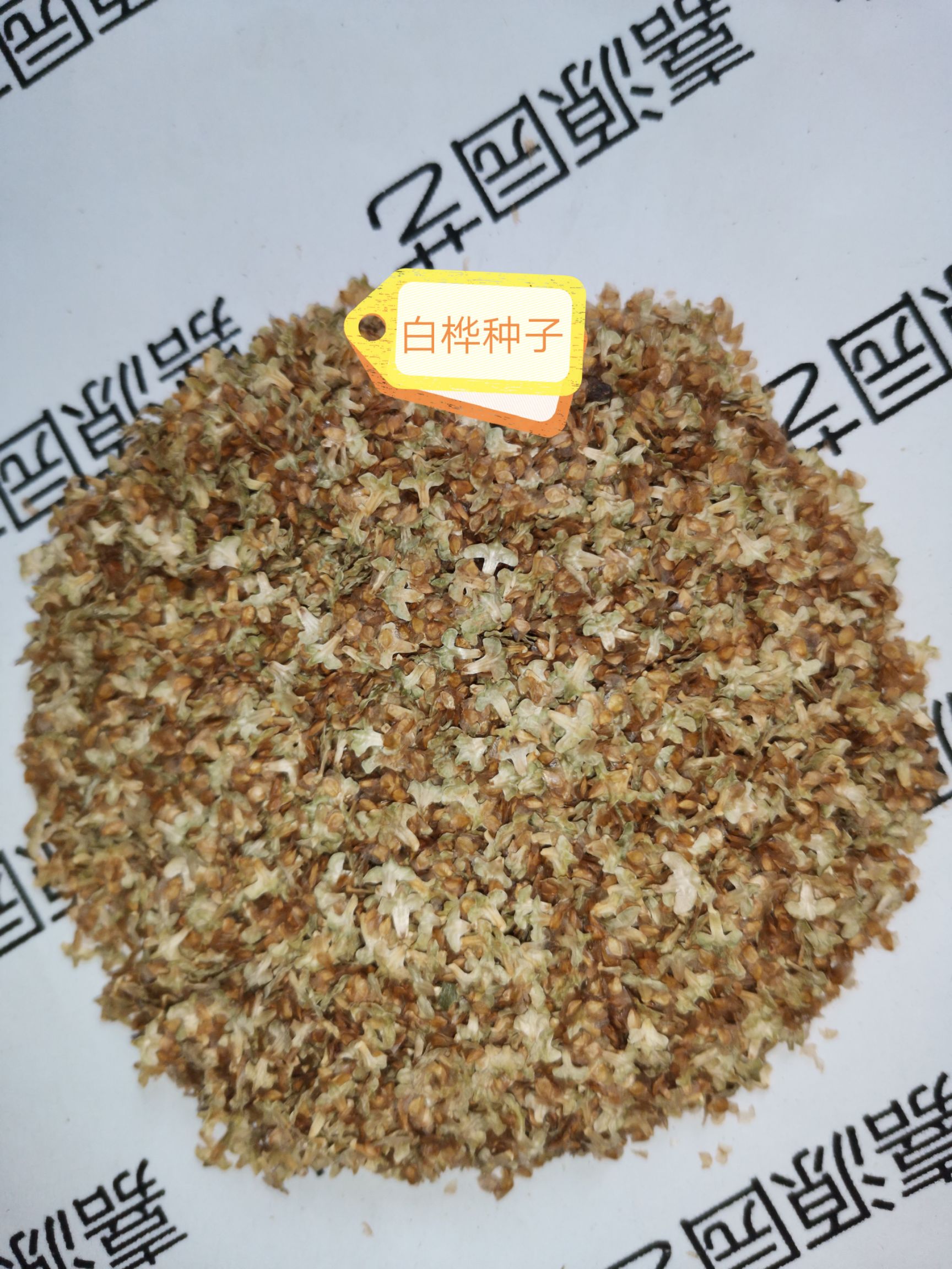 白桦种子