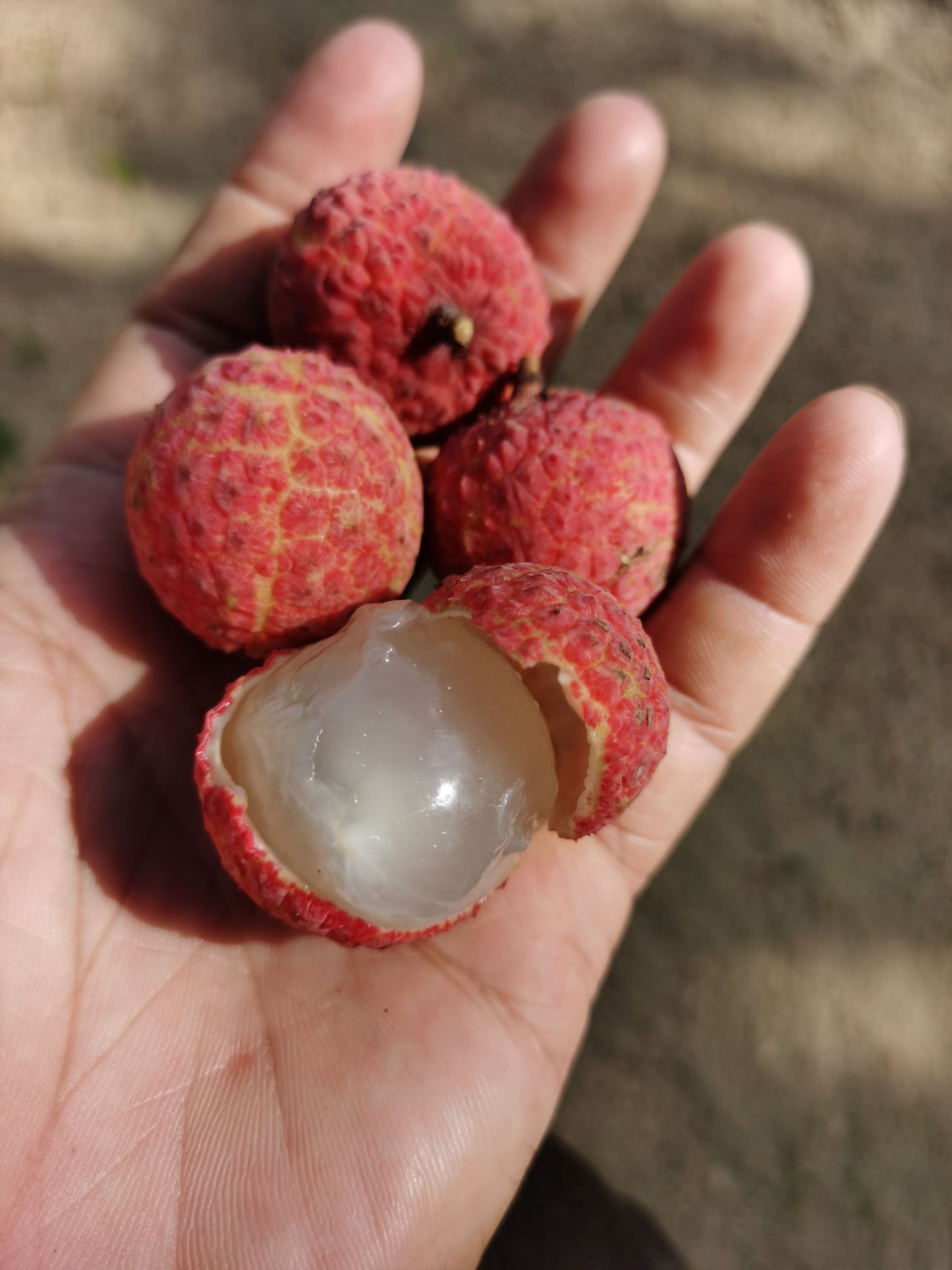 惠来特产凤花荔枝六月红清甜美味滋补