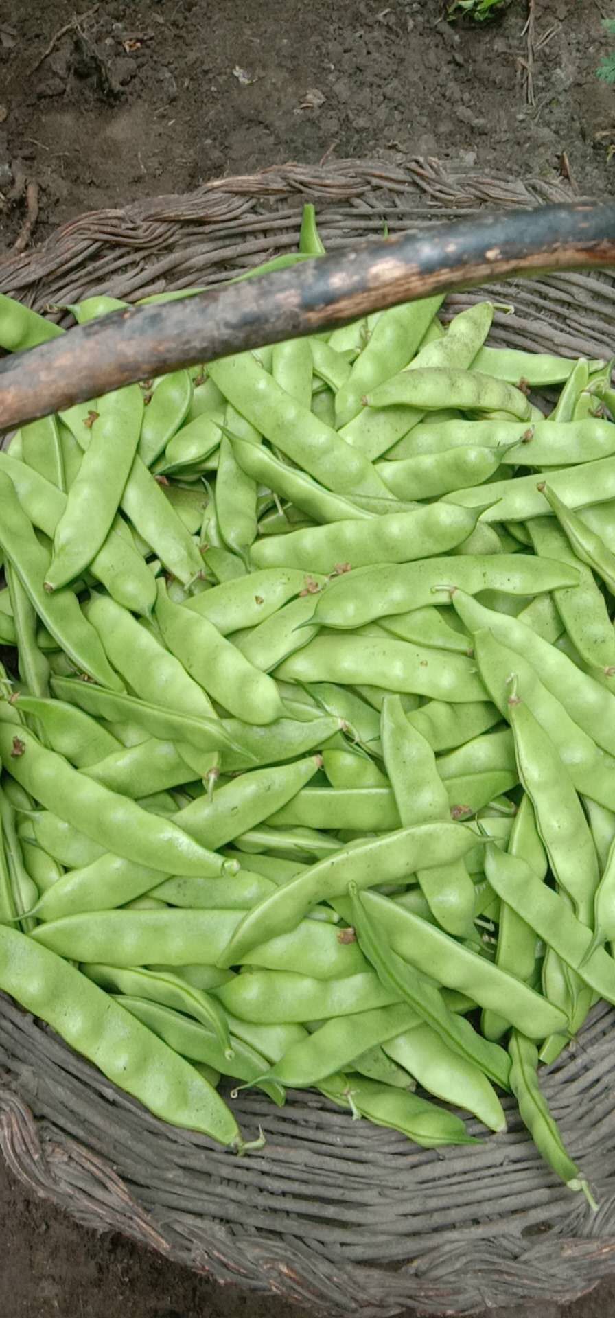 德惠市万宝镇自家大棚油豆豆角