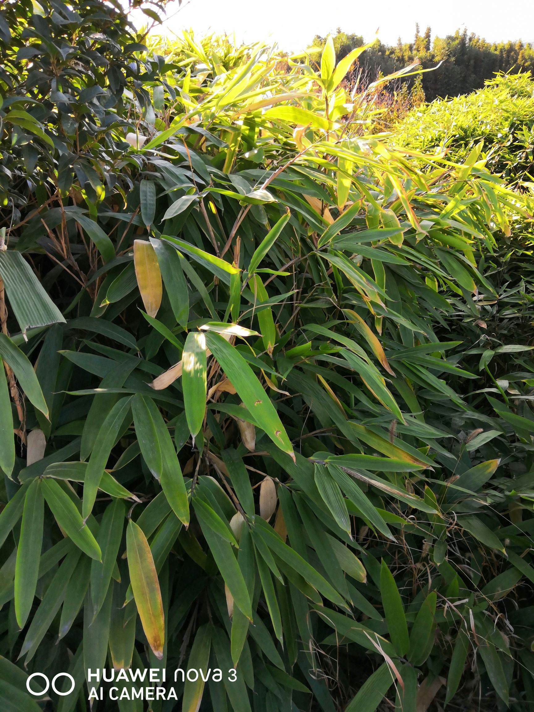 [阔叶箬竹批发]阔叶箬竹 箬竹 大叶箬竹 粽子叶 小叶箬竹 箬竹苗价格