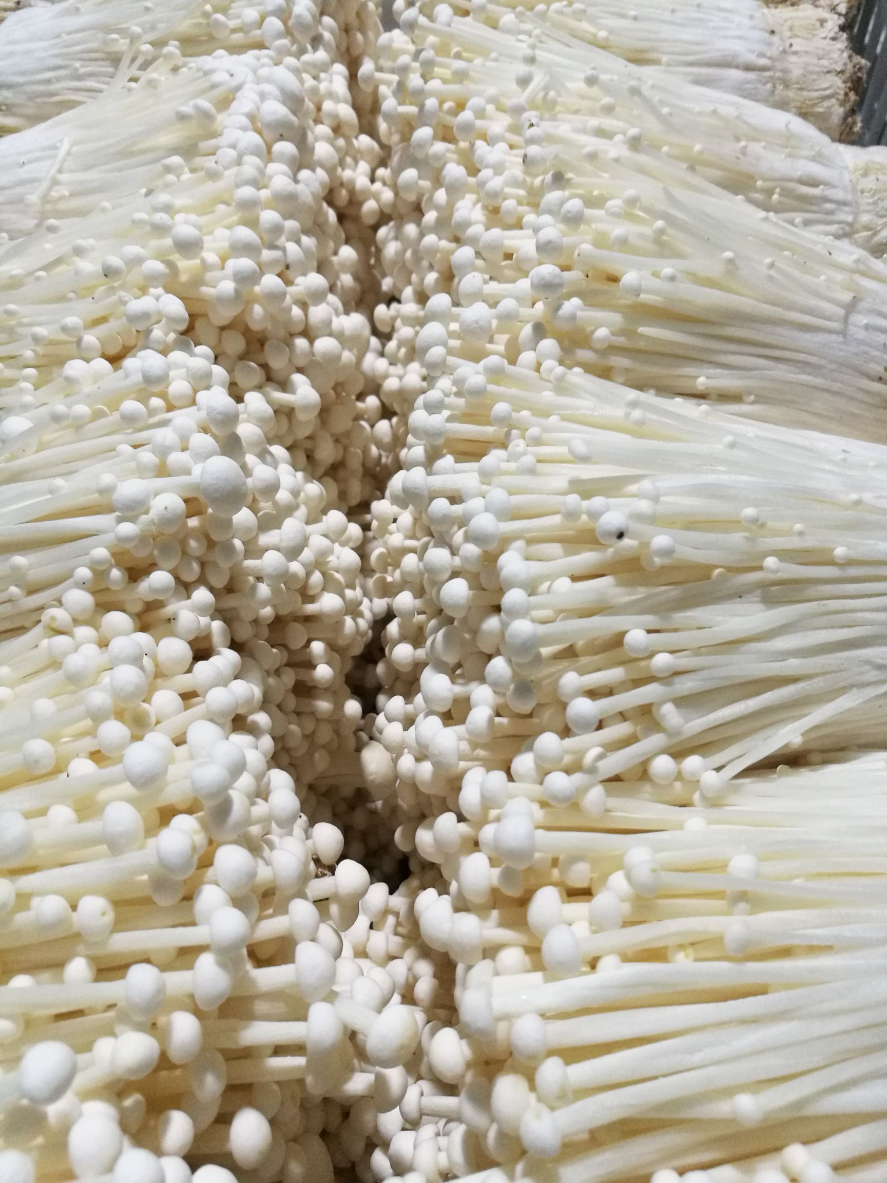 长年供应优质白金针菇,金针菇干品