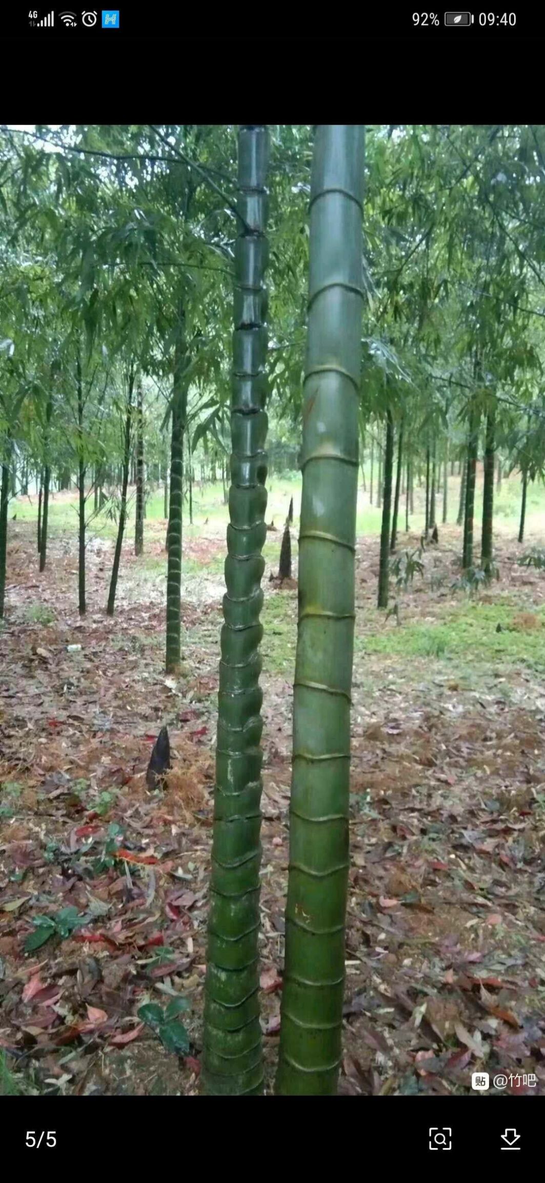 圣音竹 大量供应元宝竹,价格电联