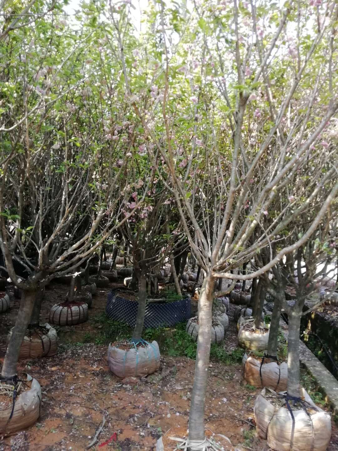 阳朔县 广西桂林樱花供应,晚樱花树批发