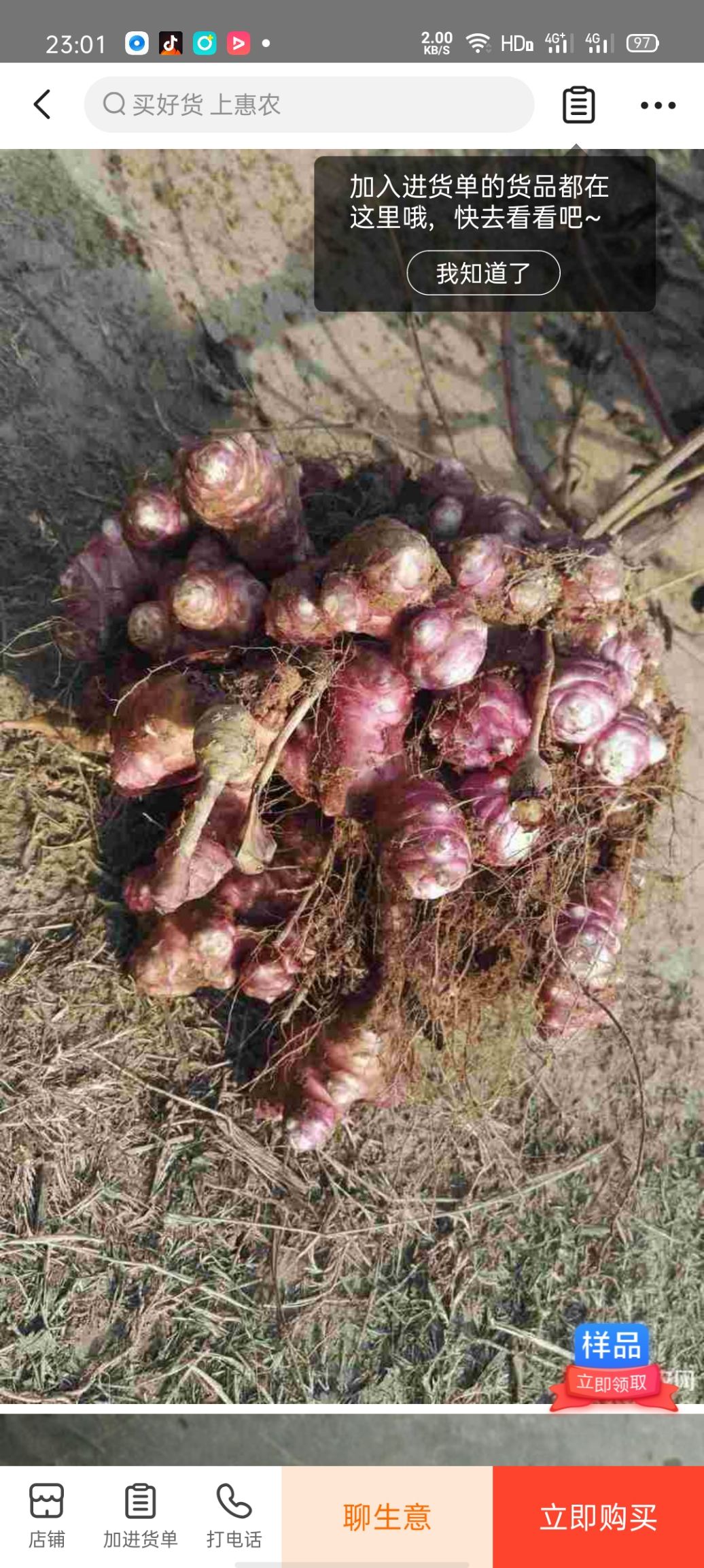 紫菊芋