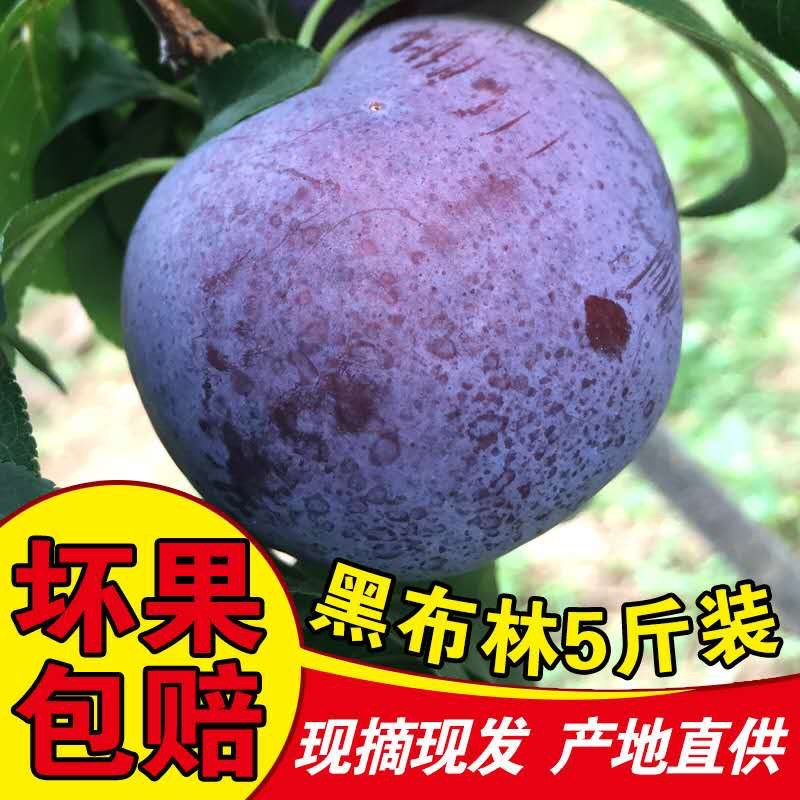 当季现摘陕西黑布林李子甜糯多汁农家新鲜水果黑总统黑巨李代批