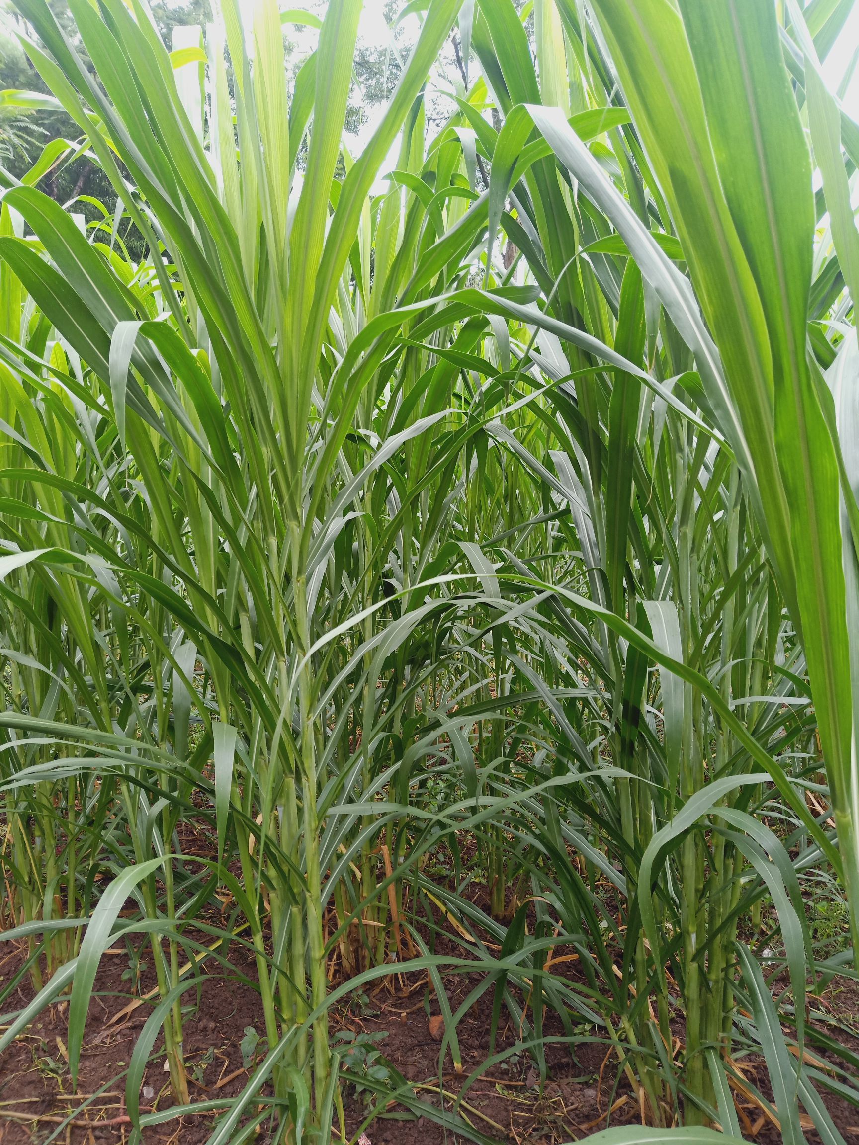 本牧业大量供应甜象草红象草黄竹草种节青饲料量大优