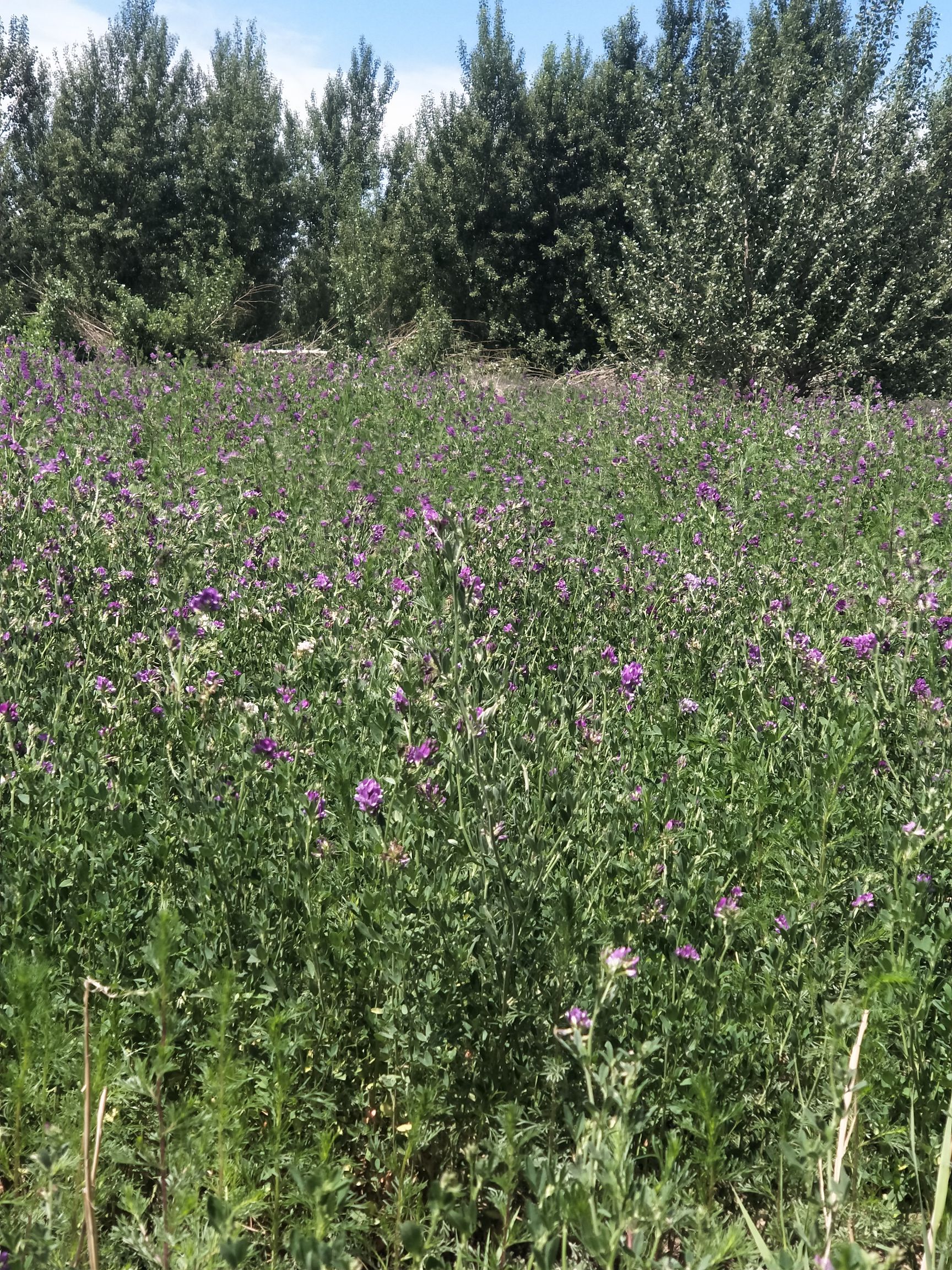 苜蓿草 2021年紫花苜蓿头茬草出售