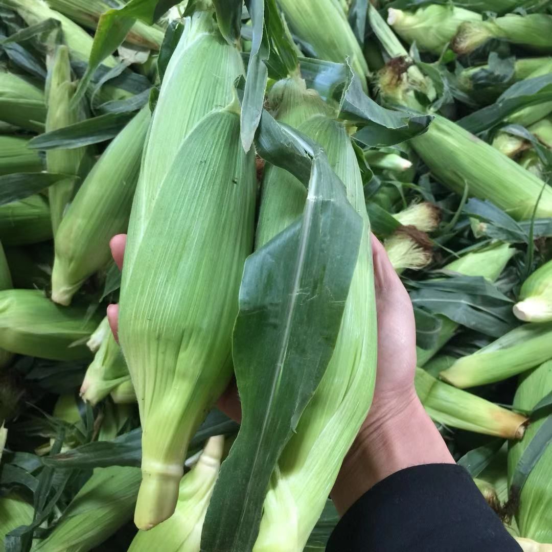 水果玉米 鲜食玉米批发