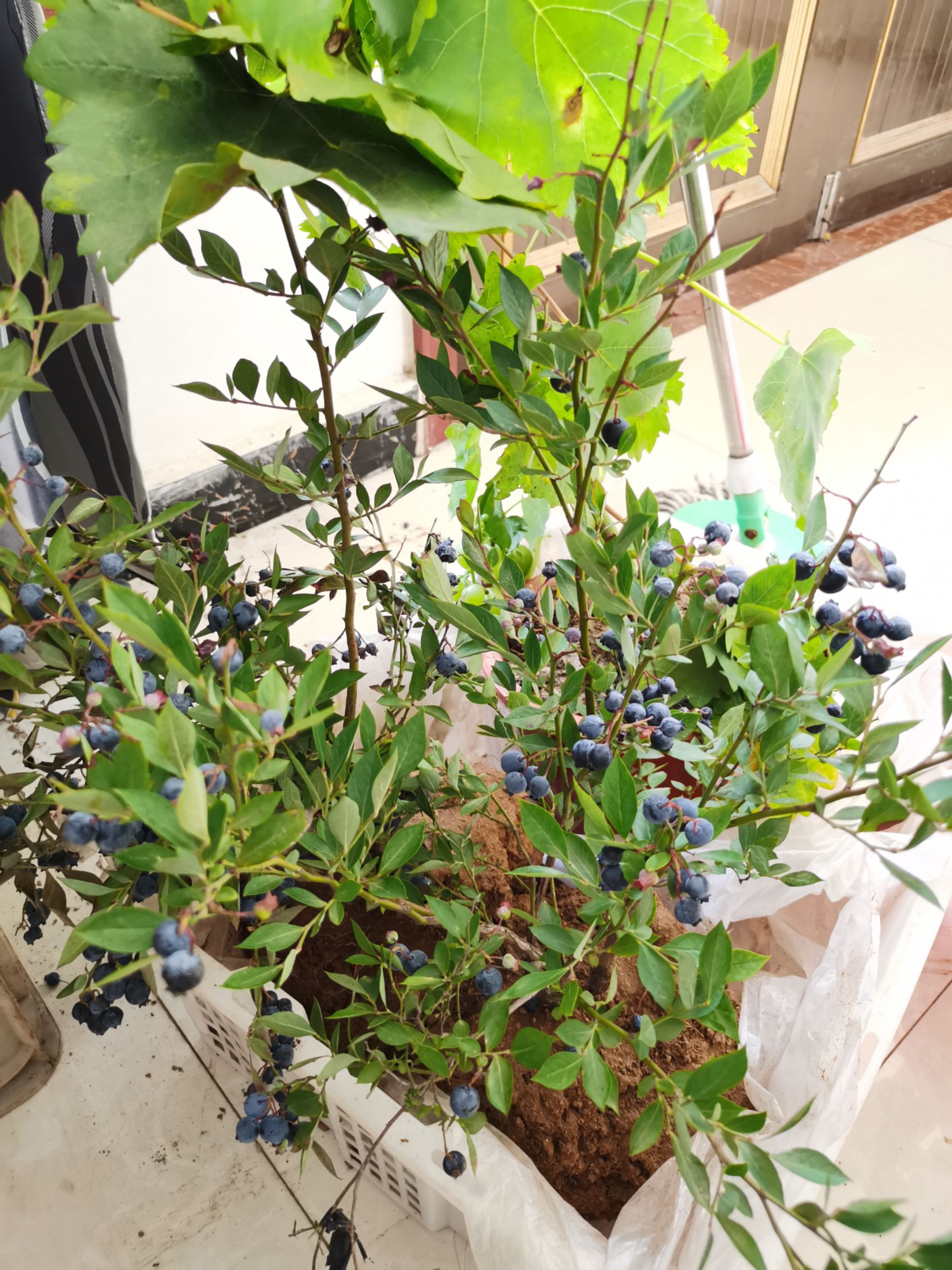 蓝宝石蓝莓苗 蓝莓盆栽 庭院阳台 南北方可种 易栽易成活