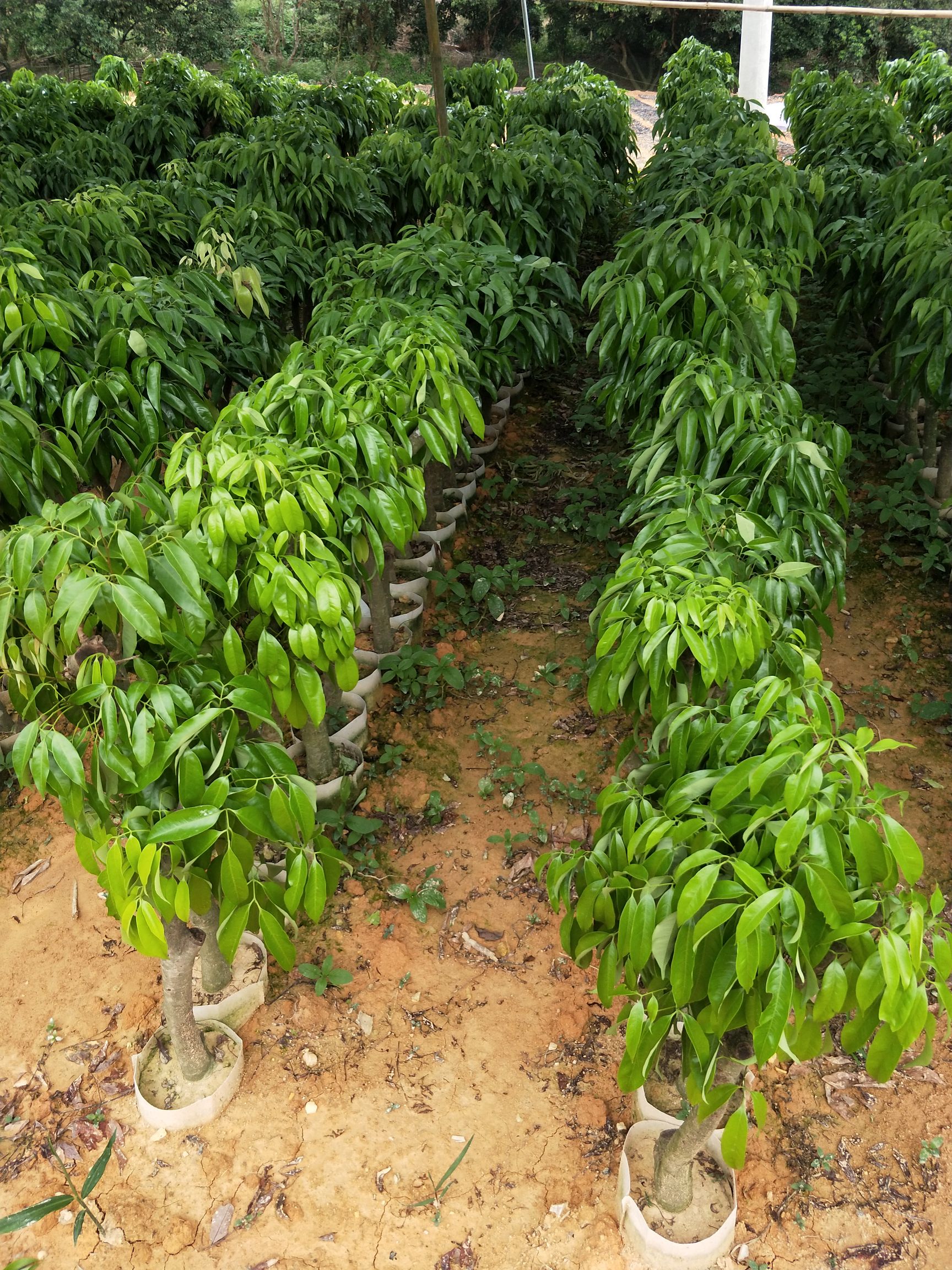 妃子笑荔枝苗 荔枝树苗桂味荔枝妃子笑高压圈枝大苗带泥嫁接苗包邮