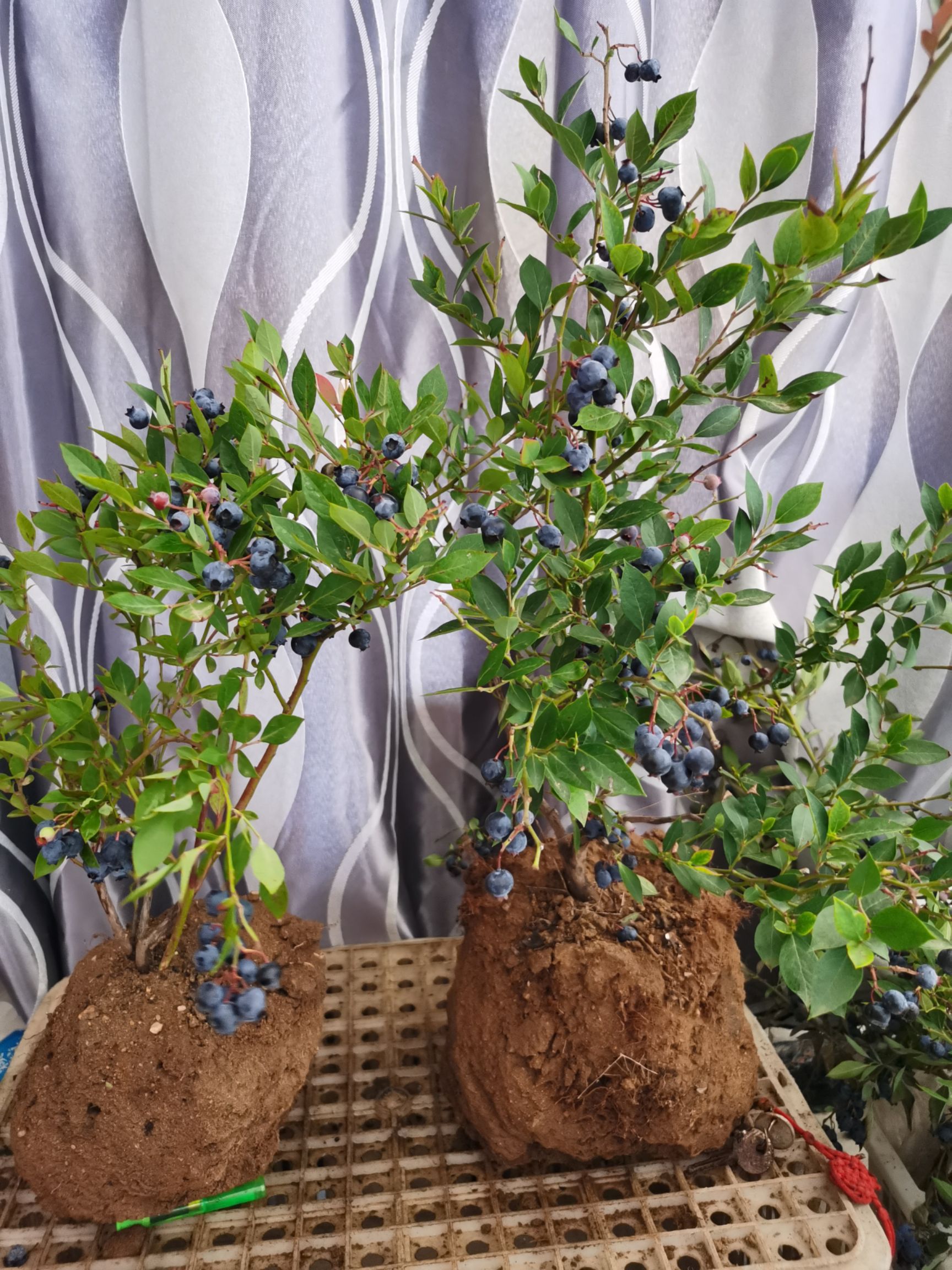 蓝宝石蓝莓苗 蓝莓盆栽 庭院阳台 南北方可种 易栽易成活