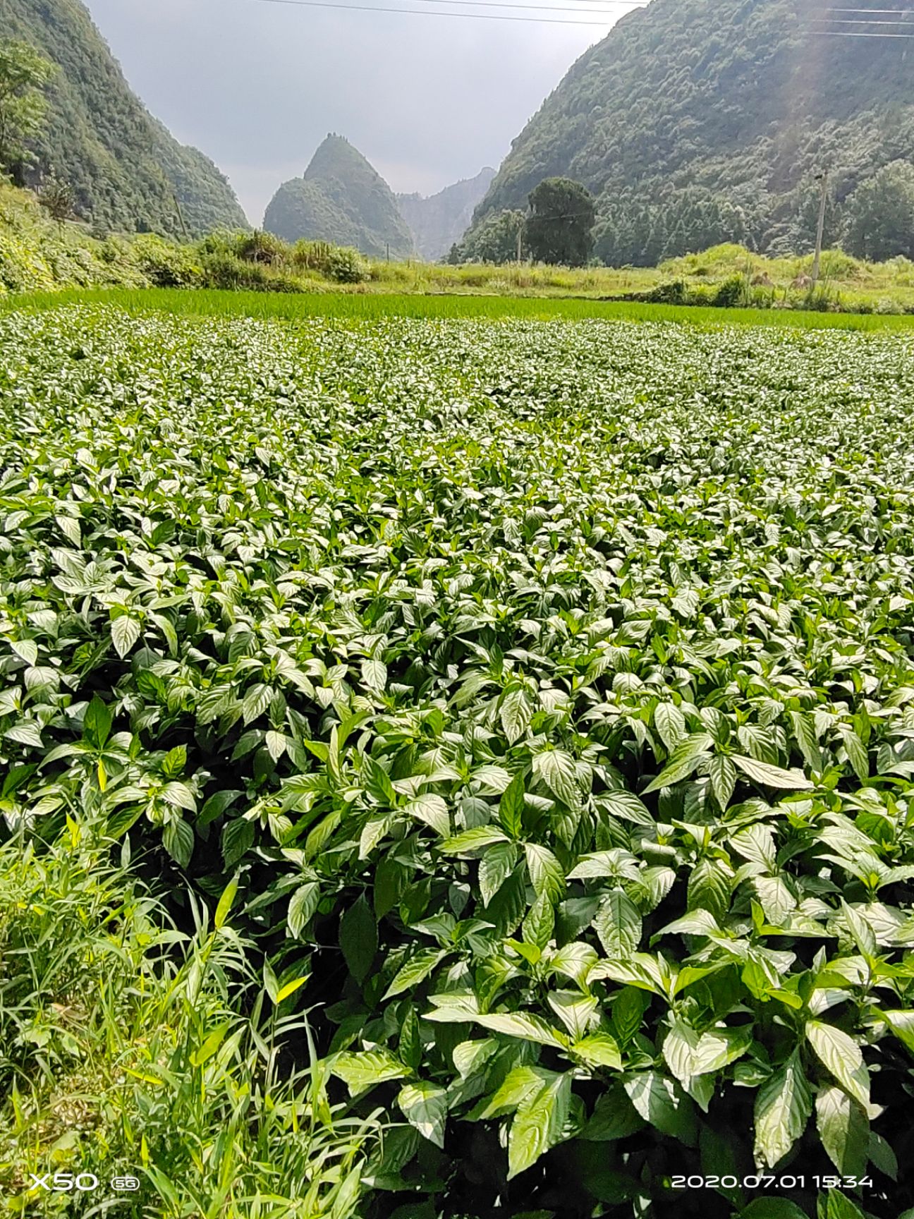 南板蓝根,染色原料