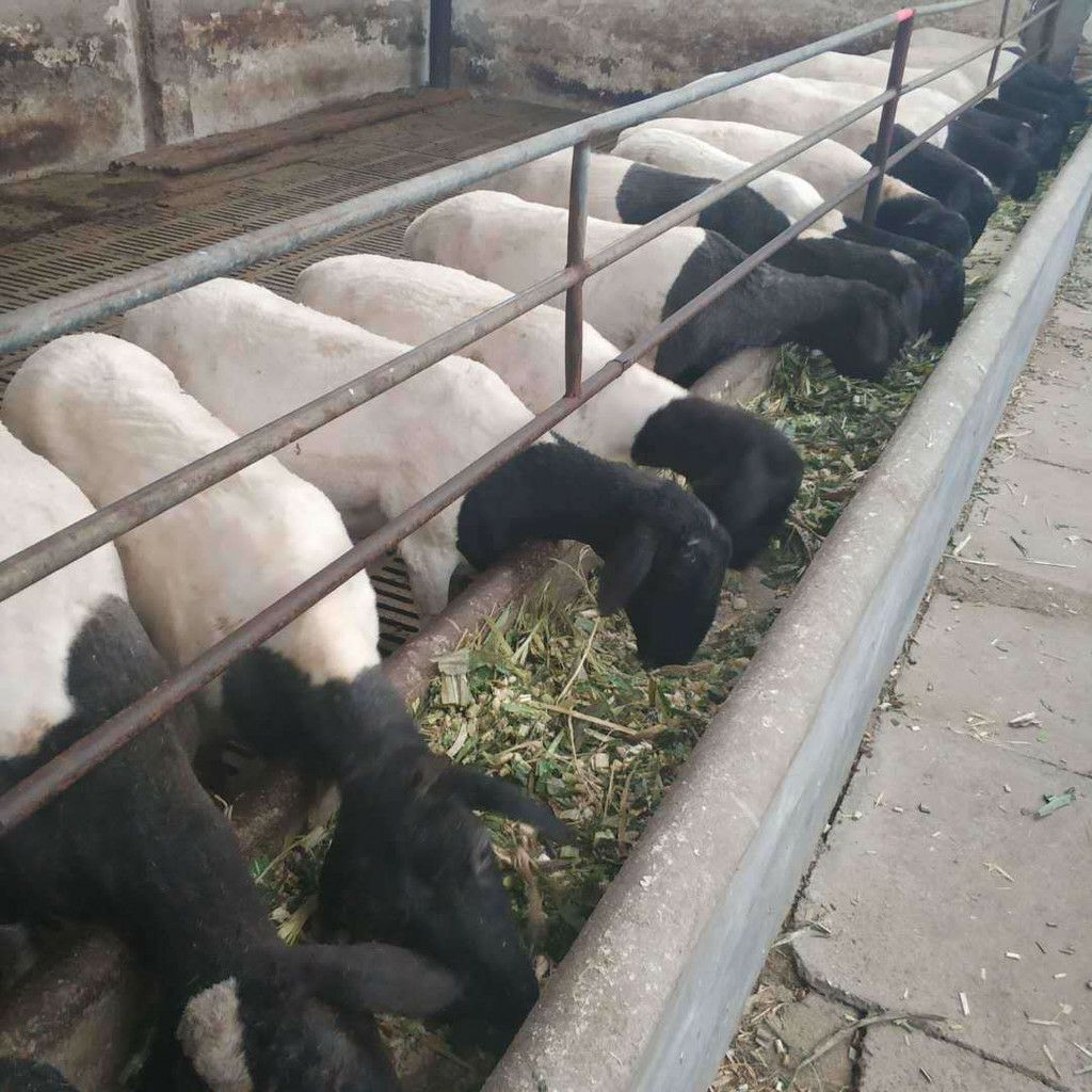 杜波绵羊出售