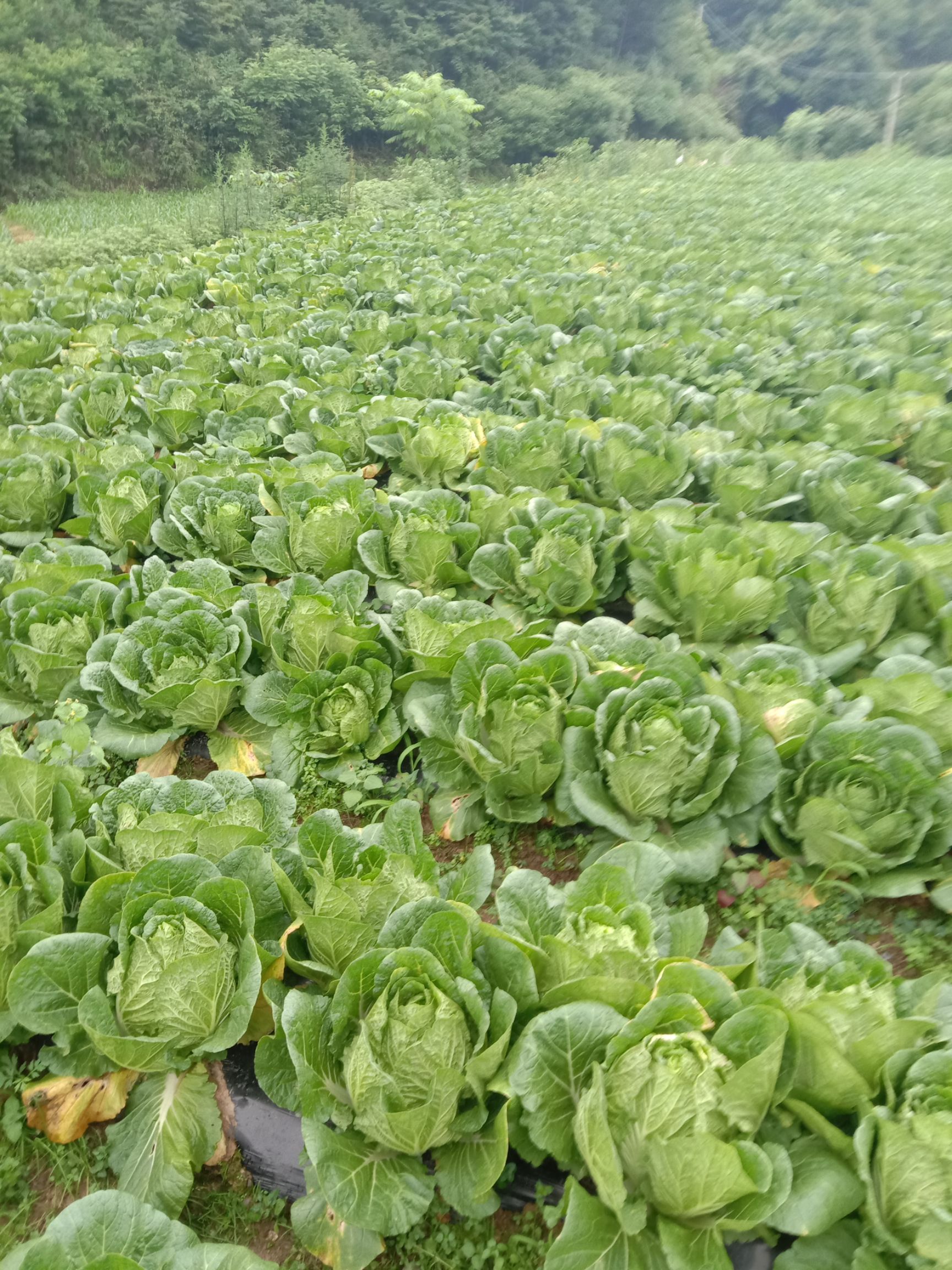 黄心大白菜 高海拔1600米反季富硒蔬菜