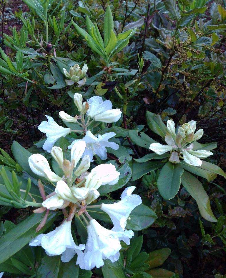 白花杜鹃 白花,大白花树