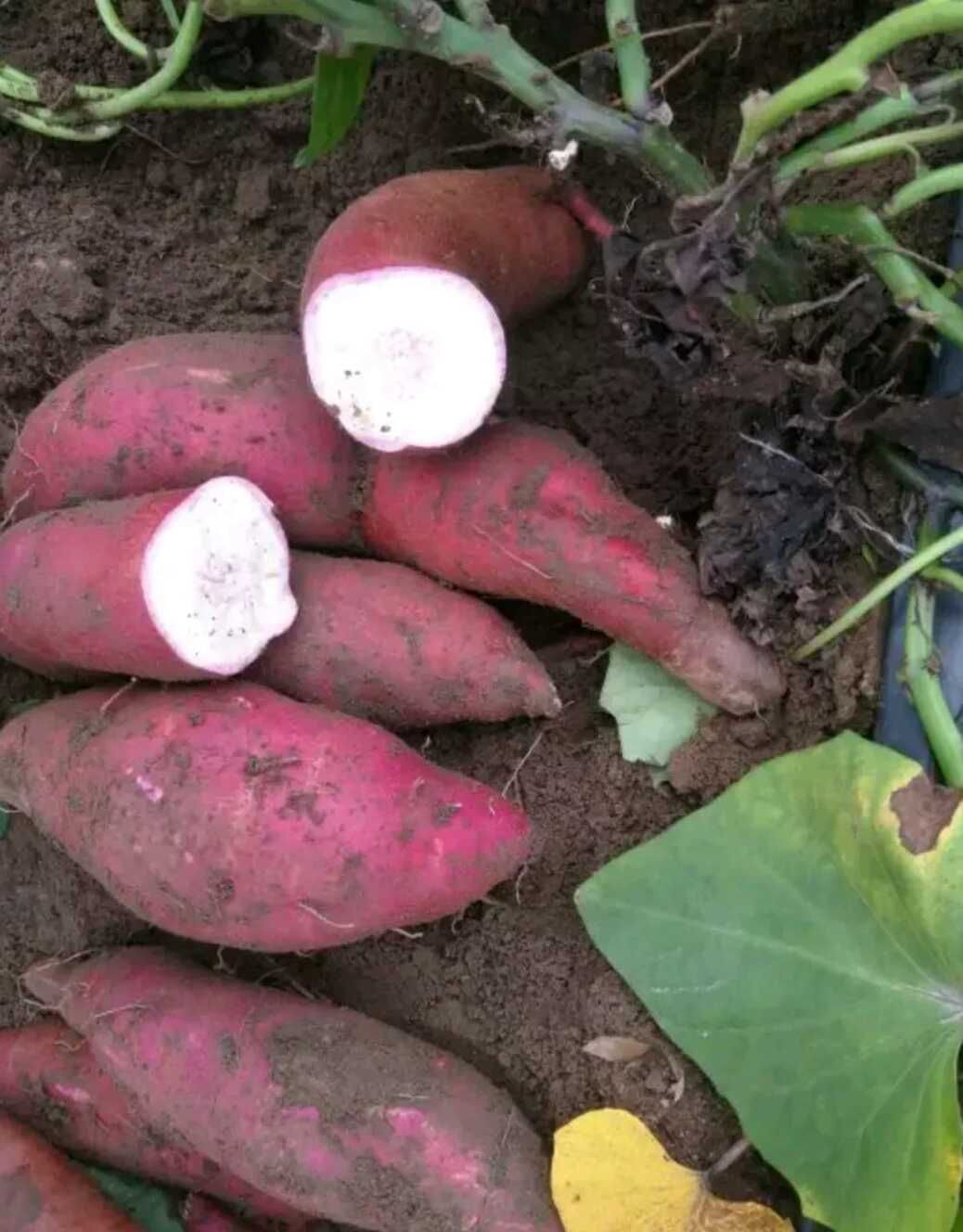 商薯19红薯苗 商薯19苗 红薯苗 脱毒原种苗