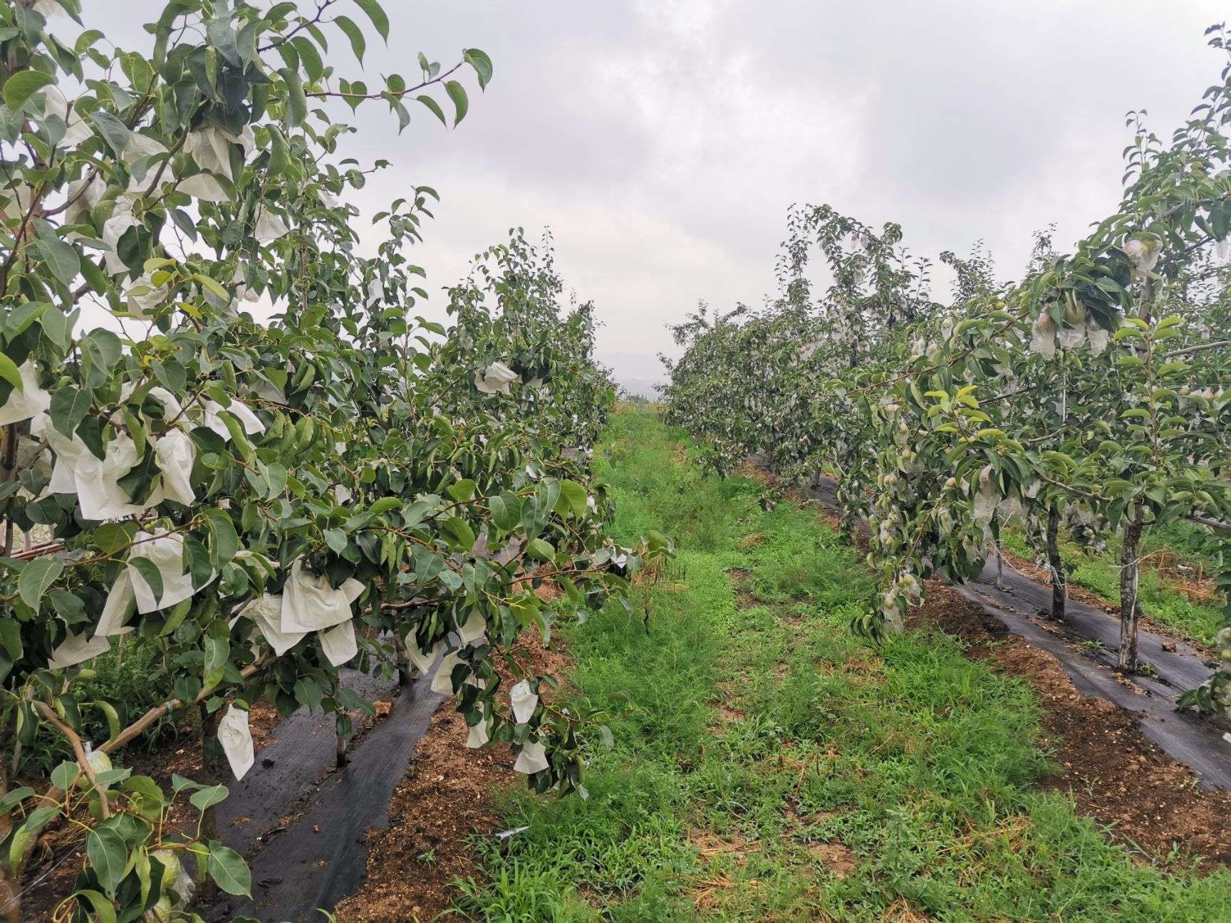 北方最大梯田玉露香梨种植基地