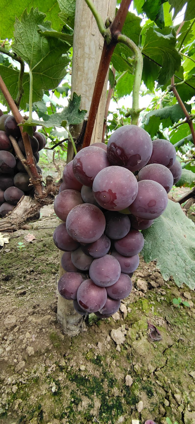 夏音葡萄 大量批发各种应季反季水果