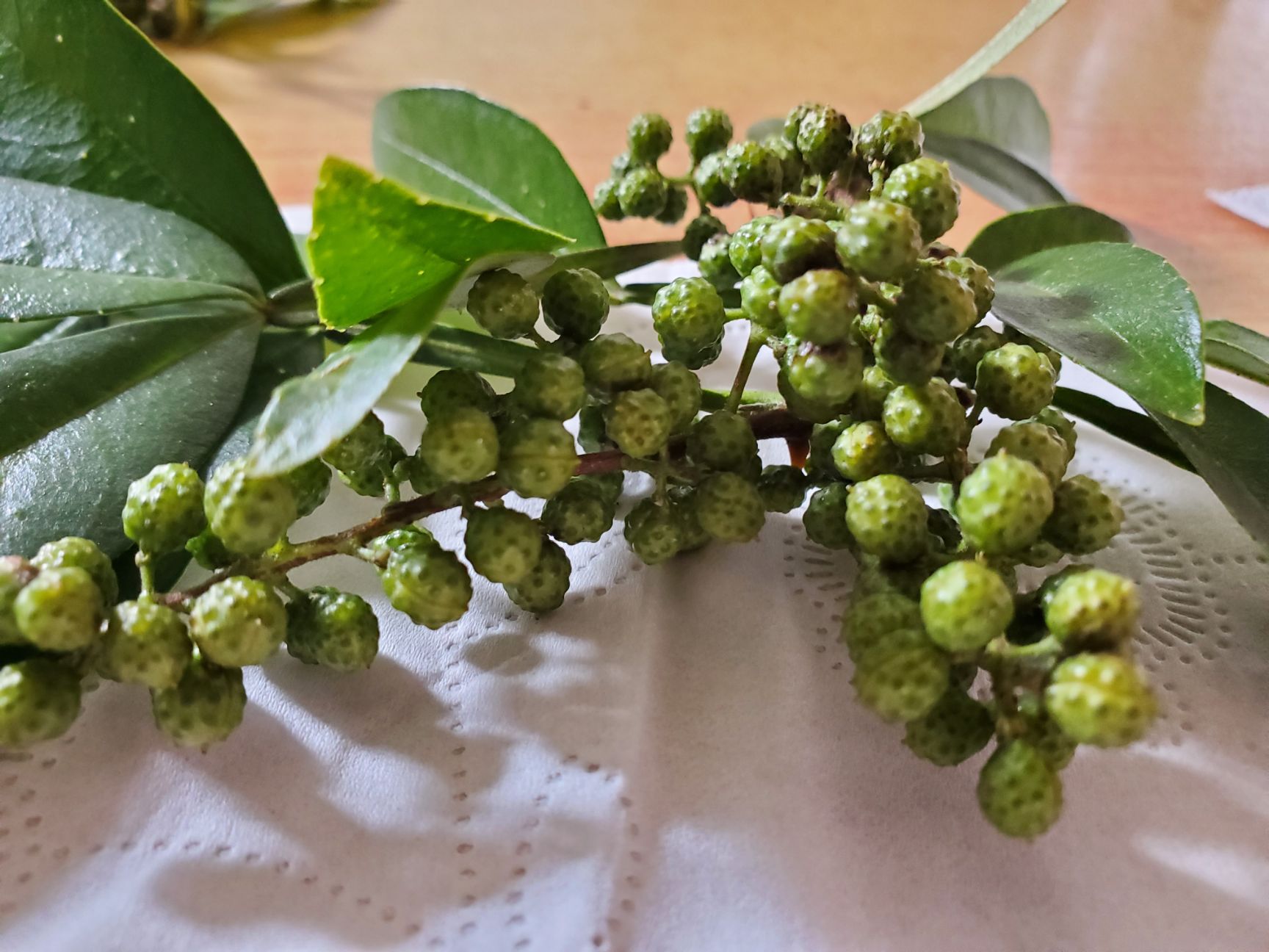 藤椒青花椒新鲜四川二级鲜花椒湿鲜生麻颗颗饱满开口