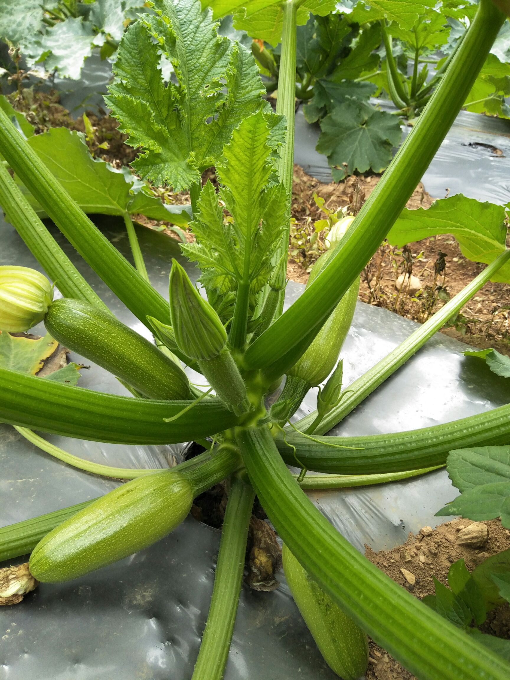 供应大厅  蔬菜 西葫芦   商家 身份认证: 经营模式:种植户/种植企业
