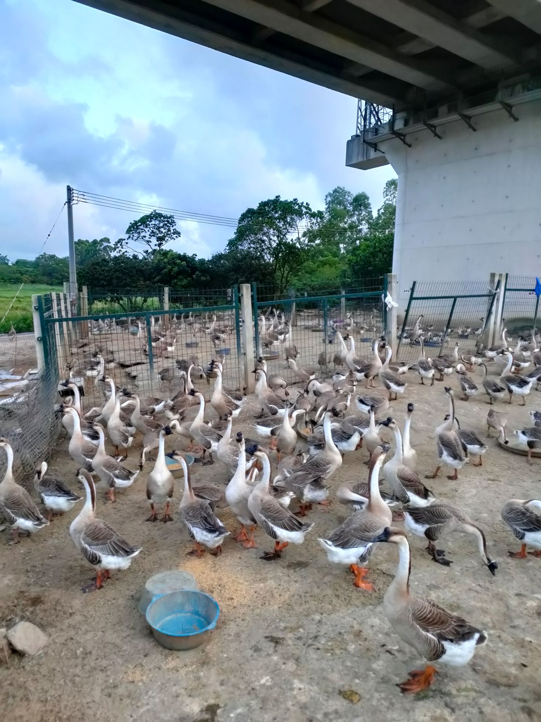 马岗鹅苗 正宗阳江杂交马岗黑