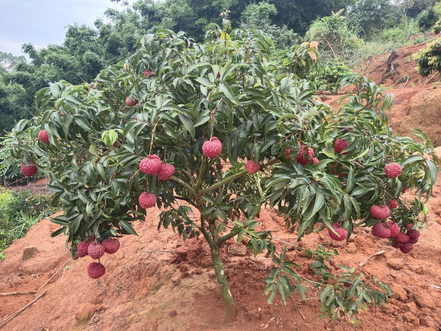 荔枝王苗 荔枝王 荔枝中王者