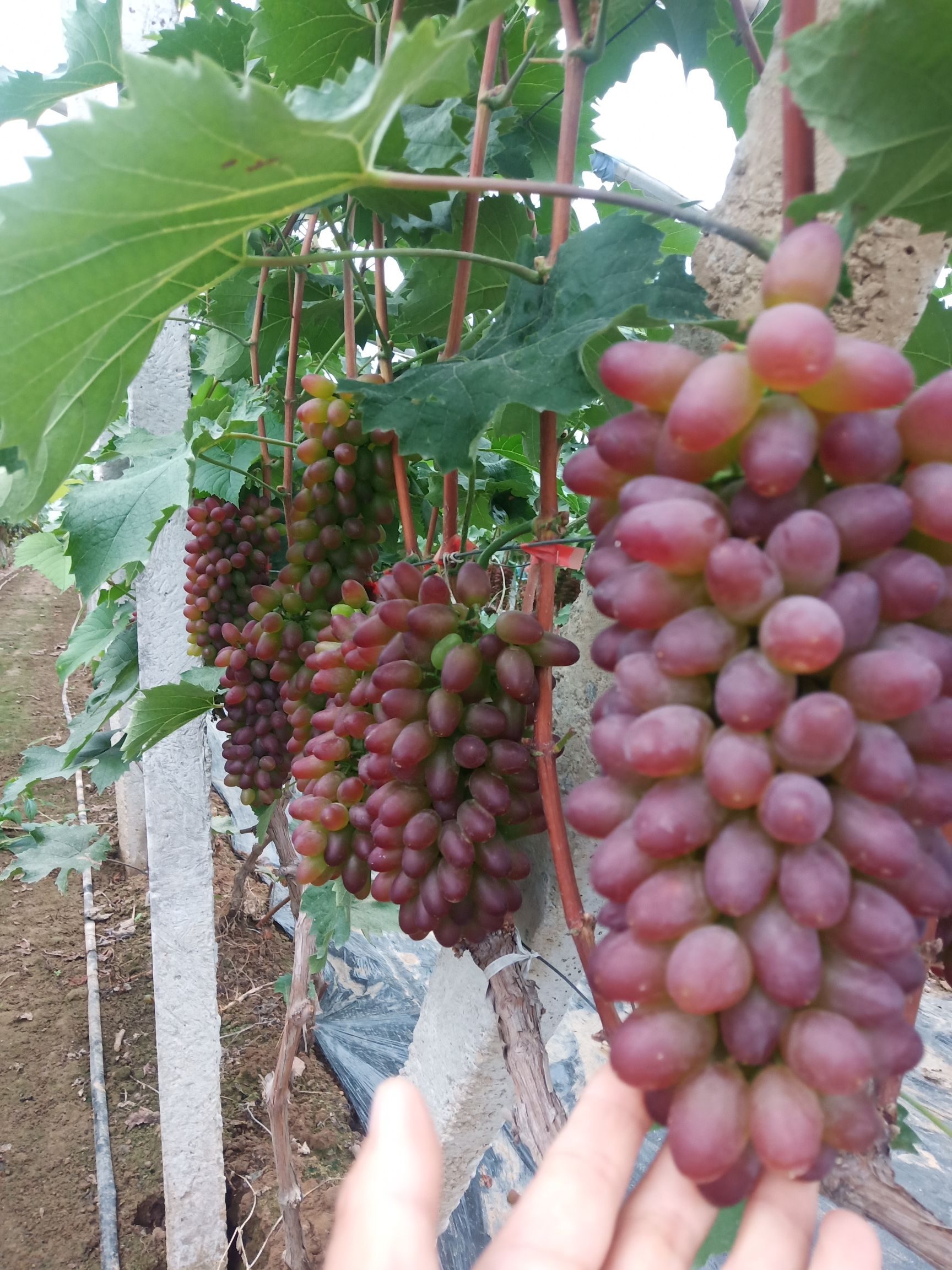 精品茉莉香葡萄现已经大量上市了,质优价廉,货源充足,欢迎选购