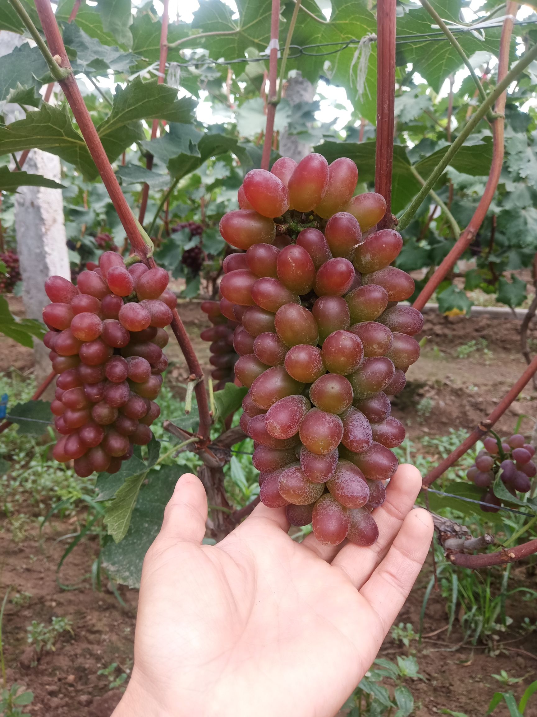 精品茉莉香葡萄现已经大量上市了,质优价廉,货源充足,欢迎选购