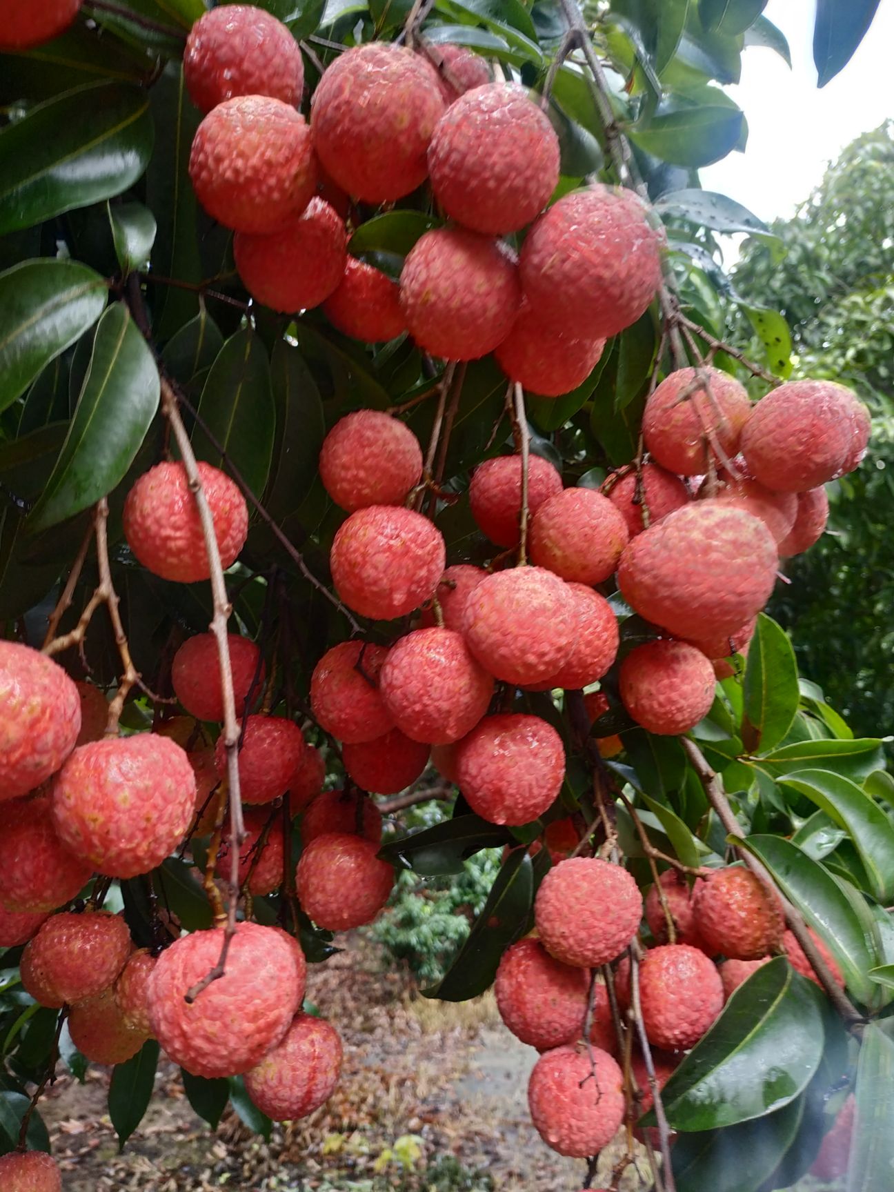 镇隆荔枝淮枝(小禾山)