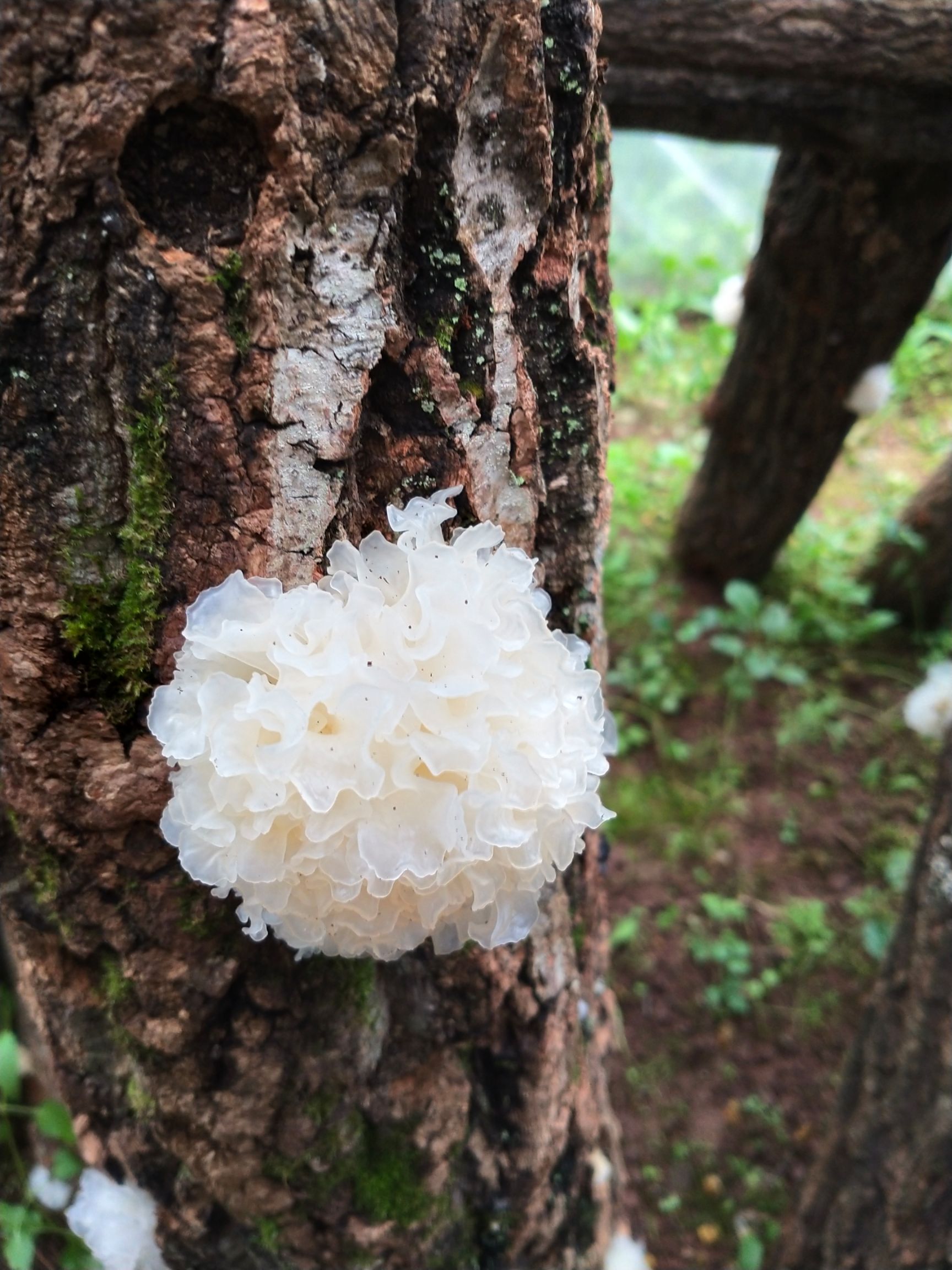 正宗通江椴木银耳大朵雪耳 通江银耳 无硫熏 胶质浓厚 新货