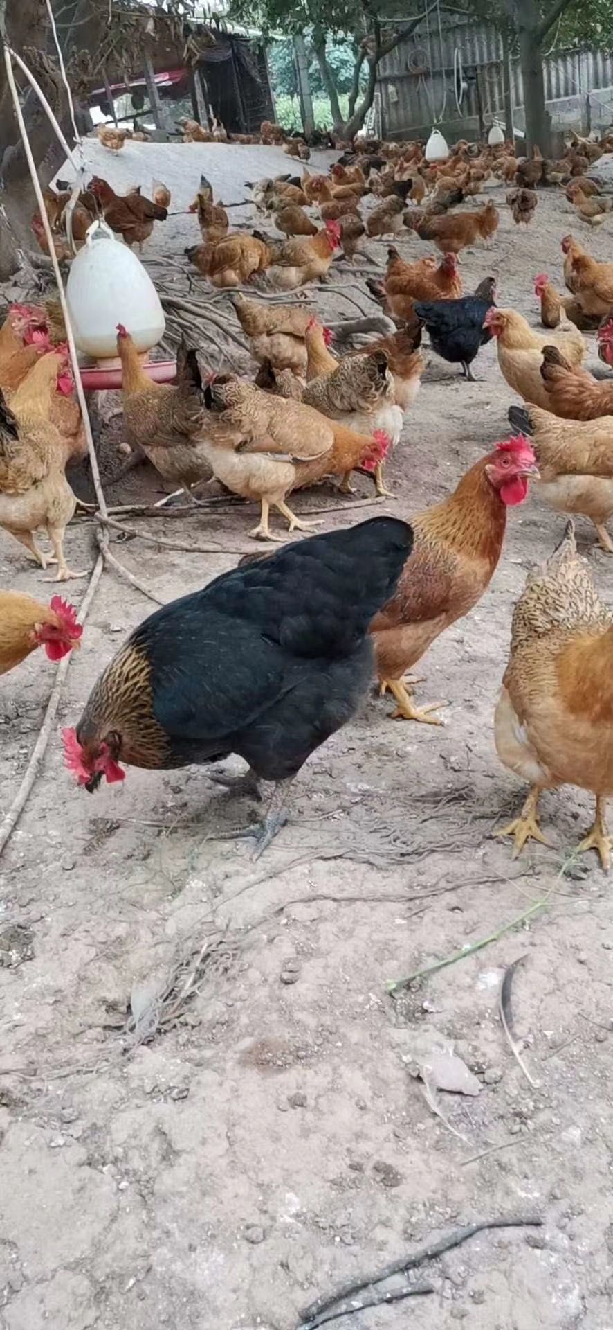 鸡,黑脚鸡,三黄鸡,麻鸡