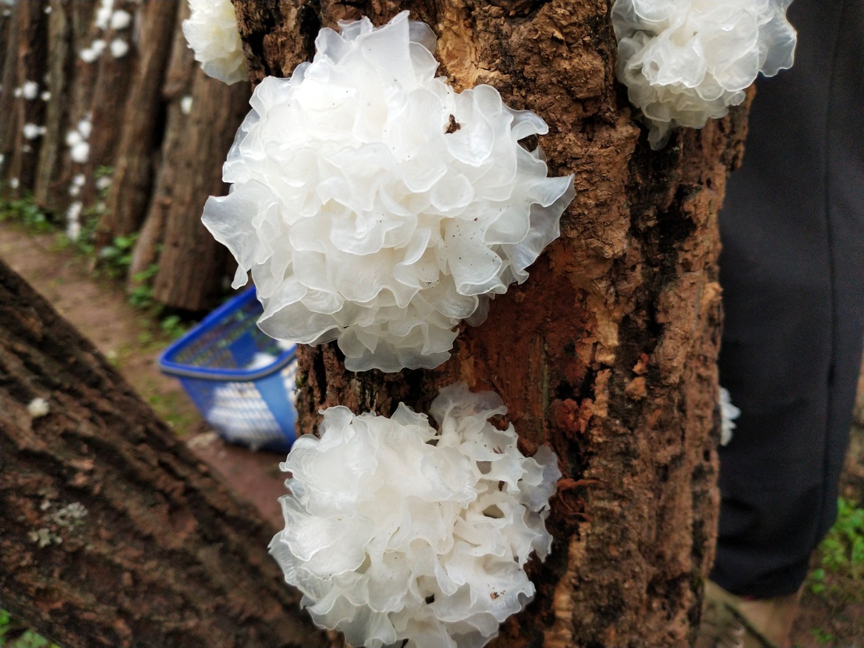 正宗通江椴木银耳大朵雪耳 通江银耳 无硫熏 胶质浓厚 新货