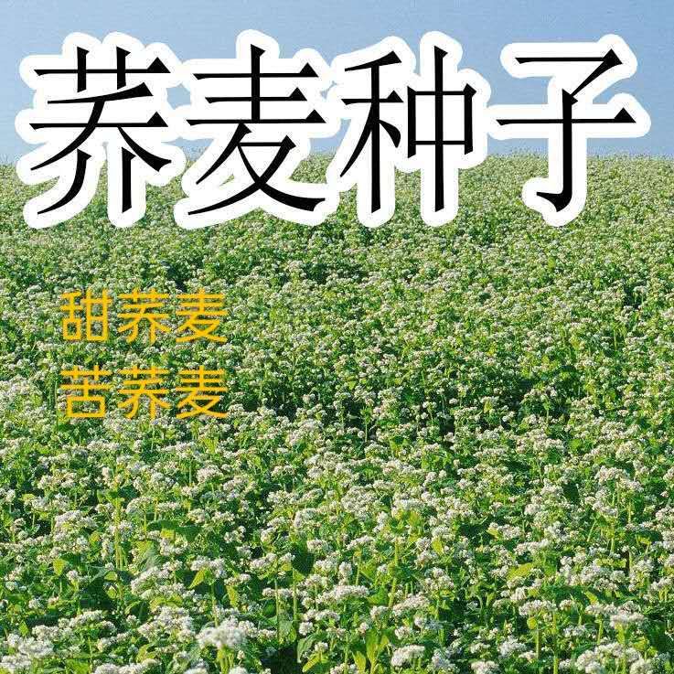 江苏宿迁 荞麦种子 甜荞麦种子 黑荞麦种子苦荞麦种子 芽苗菜种子