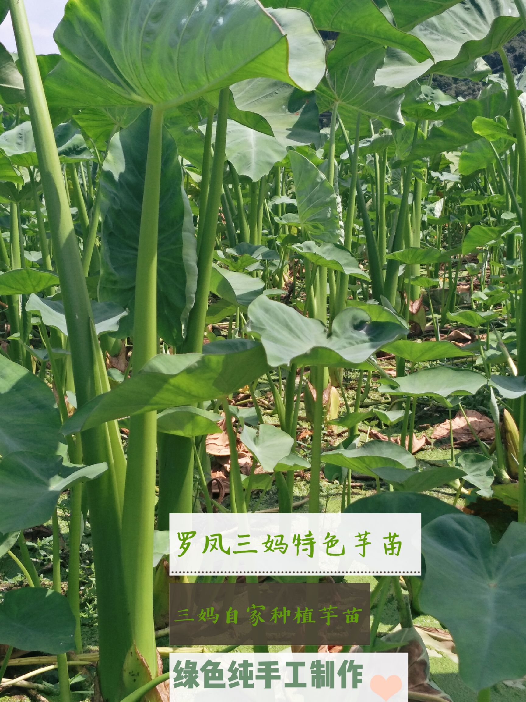 广西横县芋梗